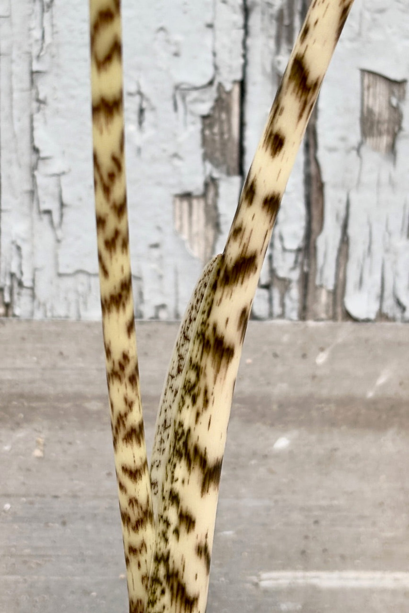 Close up of stem on Alocasia zebrina plant against a grey wall ©Sprout Home