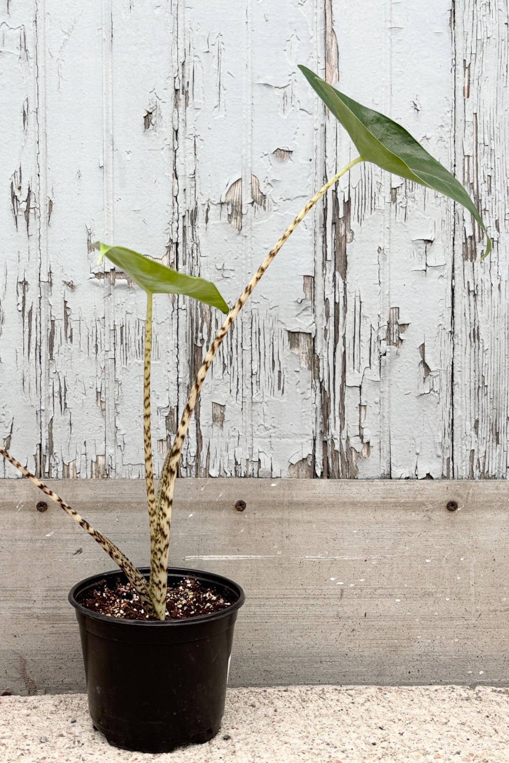 Side view of Alocasia zebrina plant against a grey wall ©Sprout Home