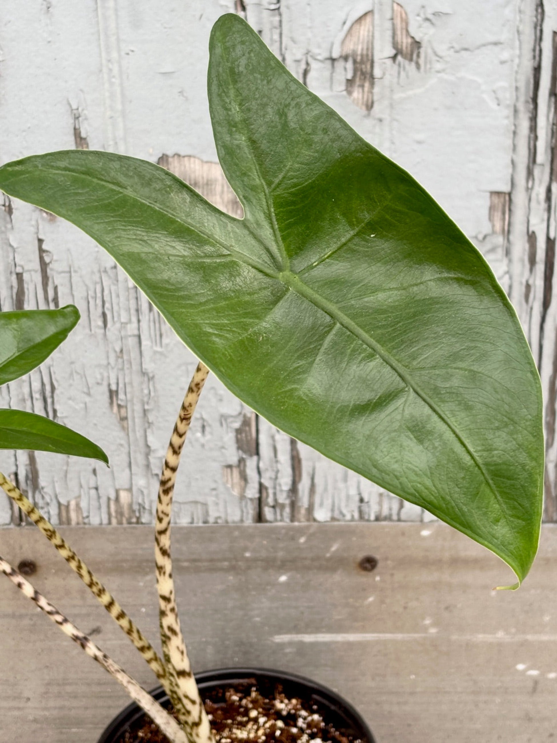 Arrow shaped leaf on Alocasia Zebrina against a grey wall