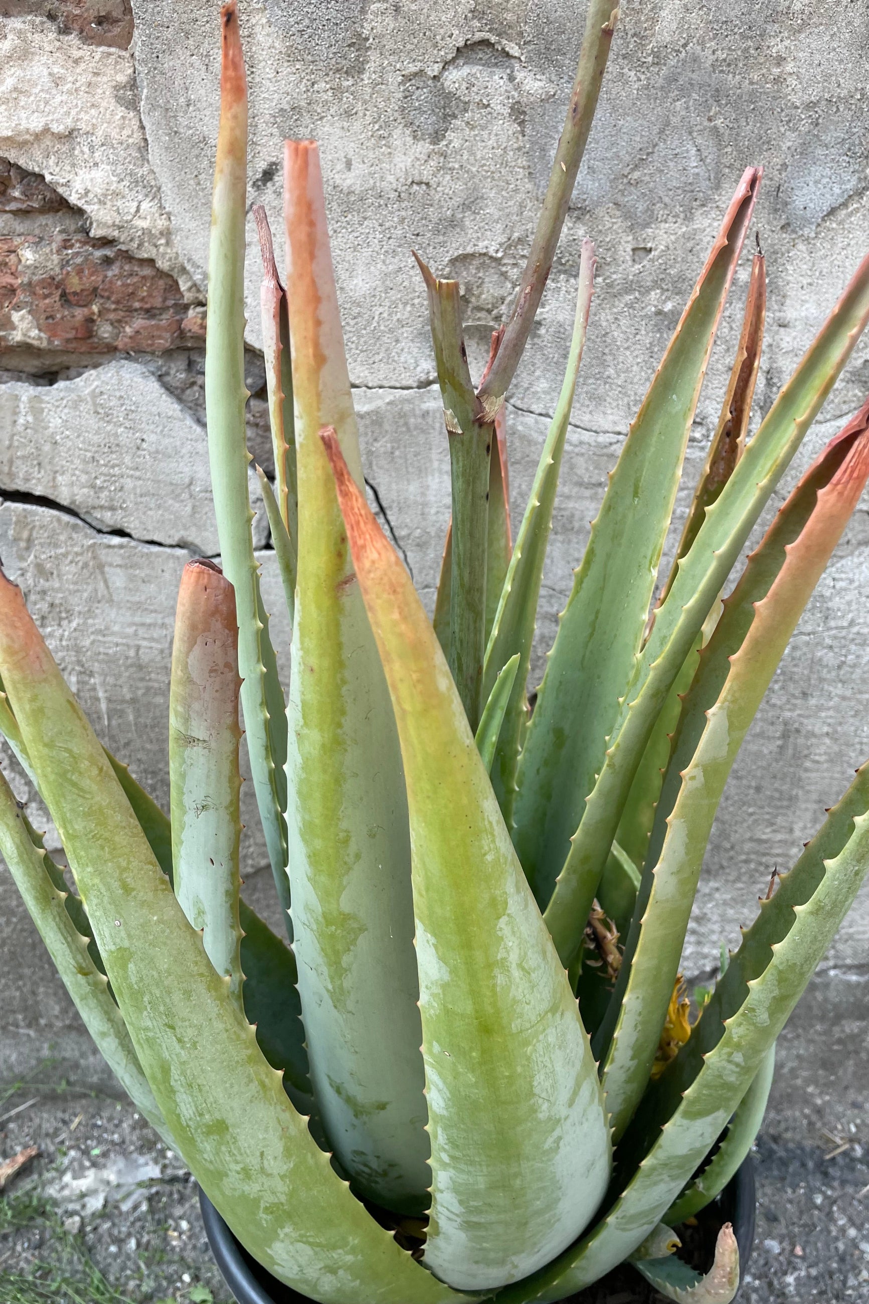 A detailed view of Aloe barbadensis against concrete backdrop ©Sprout Home