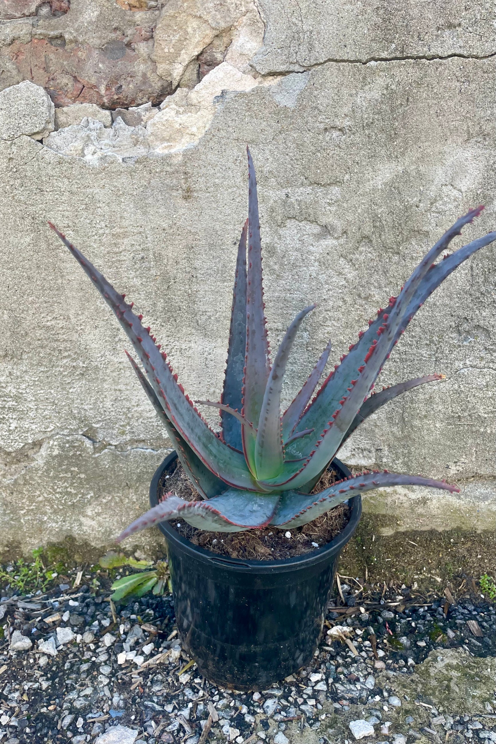 Photo of a Succulent plant in a black pot against a cement wall. The plan is Aloe divaricata 'Diablo' which has long pointed succulent leaves which are a blue-silver color with purple ridges along the margins of each leaf. The leaves grow from a central point and radiate outwards. The plant is photographed against a cement ©Sprout Homewall on a cement surface.
