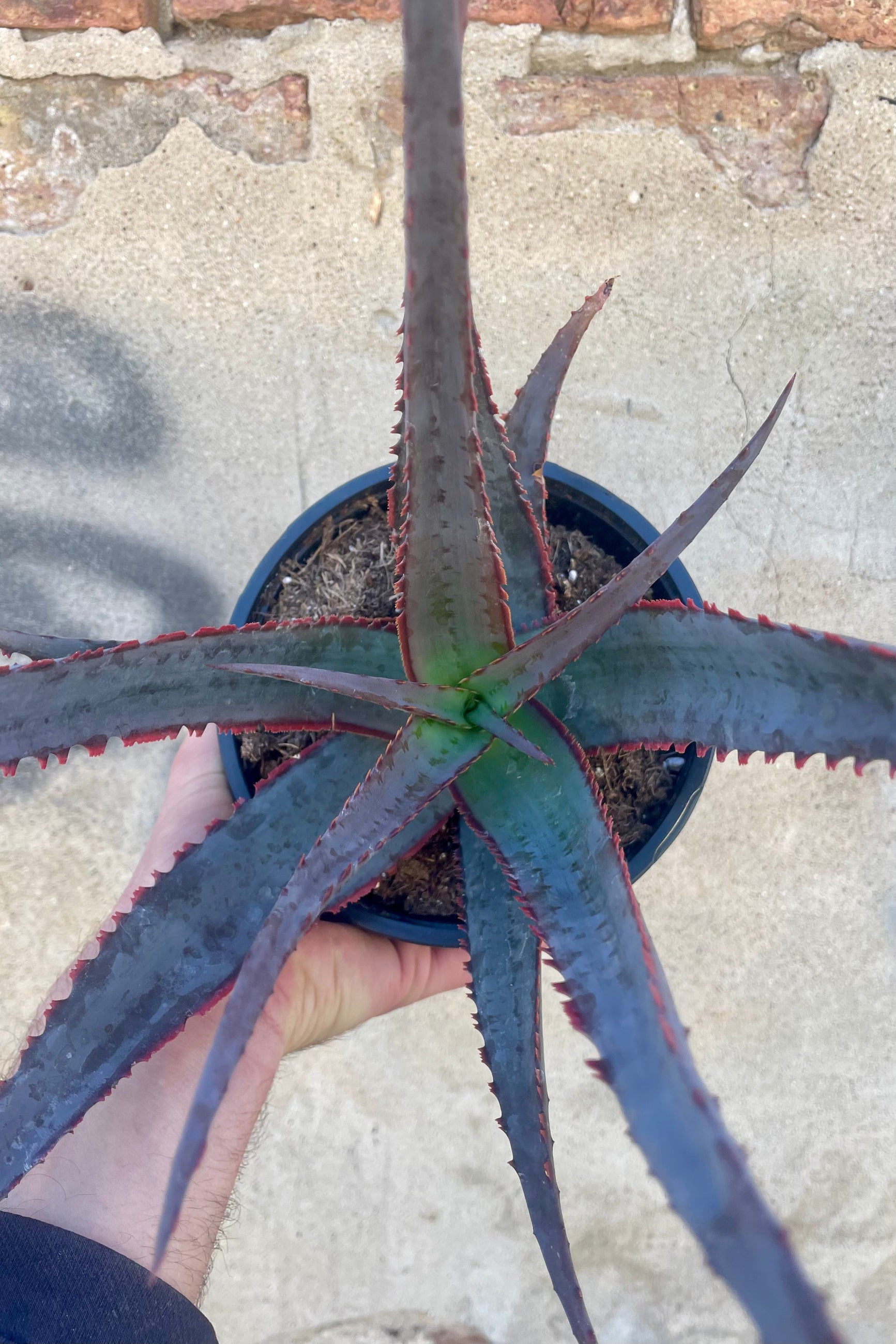 Photo of a hand holding a Succulent plant in a black pot against a cement wall. The plan is Aloe divaricata 'Diablo' which has long pointed succulent leaves which are a blue-silver color with purple ridges along the margins of each leaf. The leaves grow from a central point and radiate outwards. The plant is photographed against a cement wall on a cement surface. ©Sprout Home