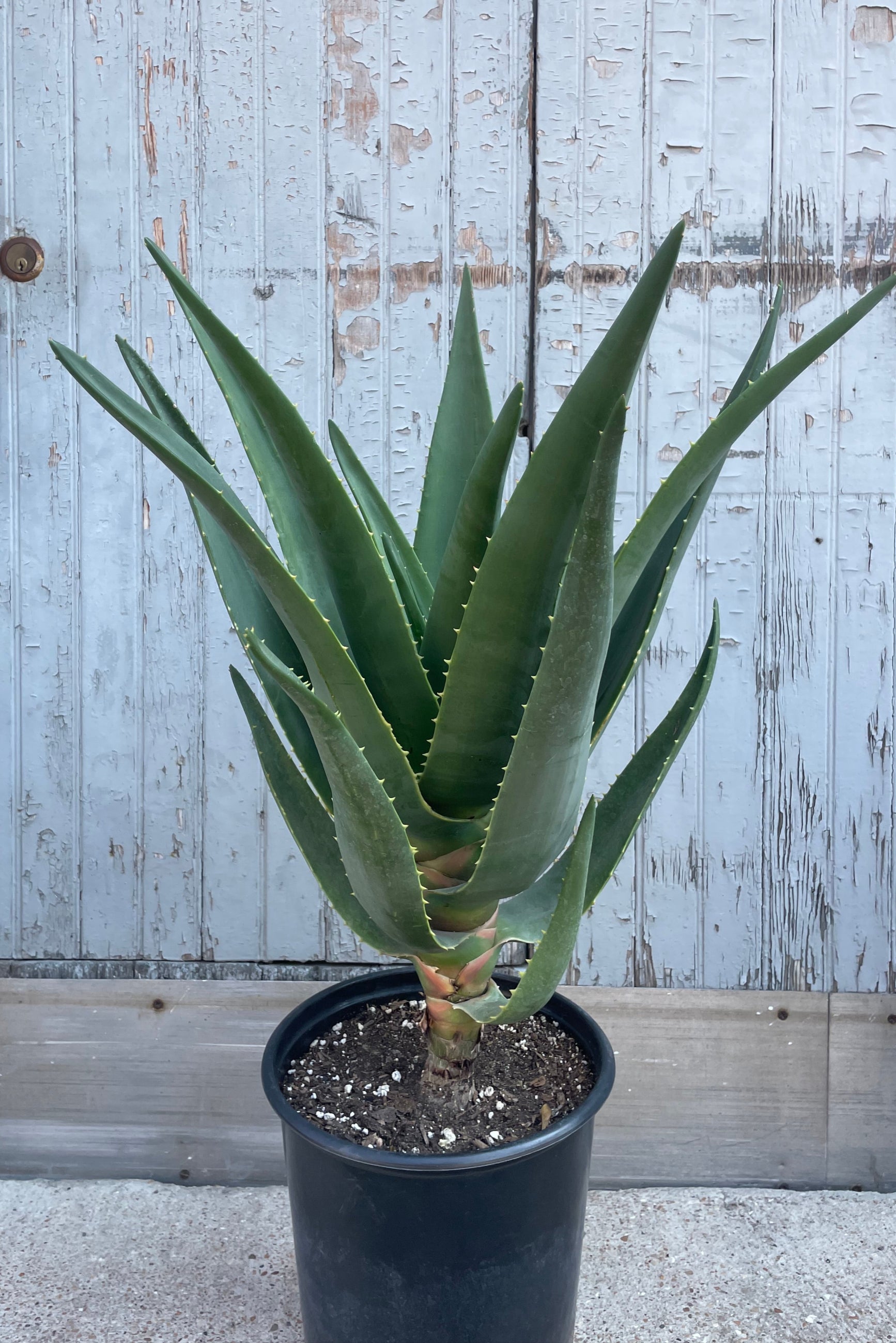 Photo of a robust succulent in a pot in front of a wooden wall. Aloe 'Hercules' ©Sprout Home