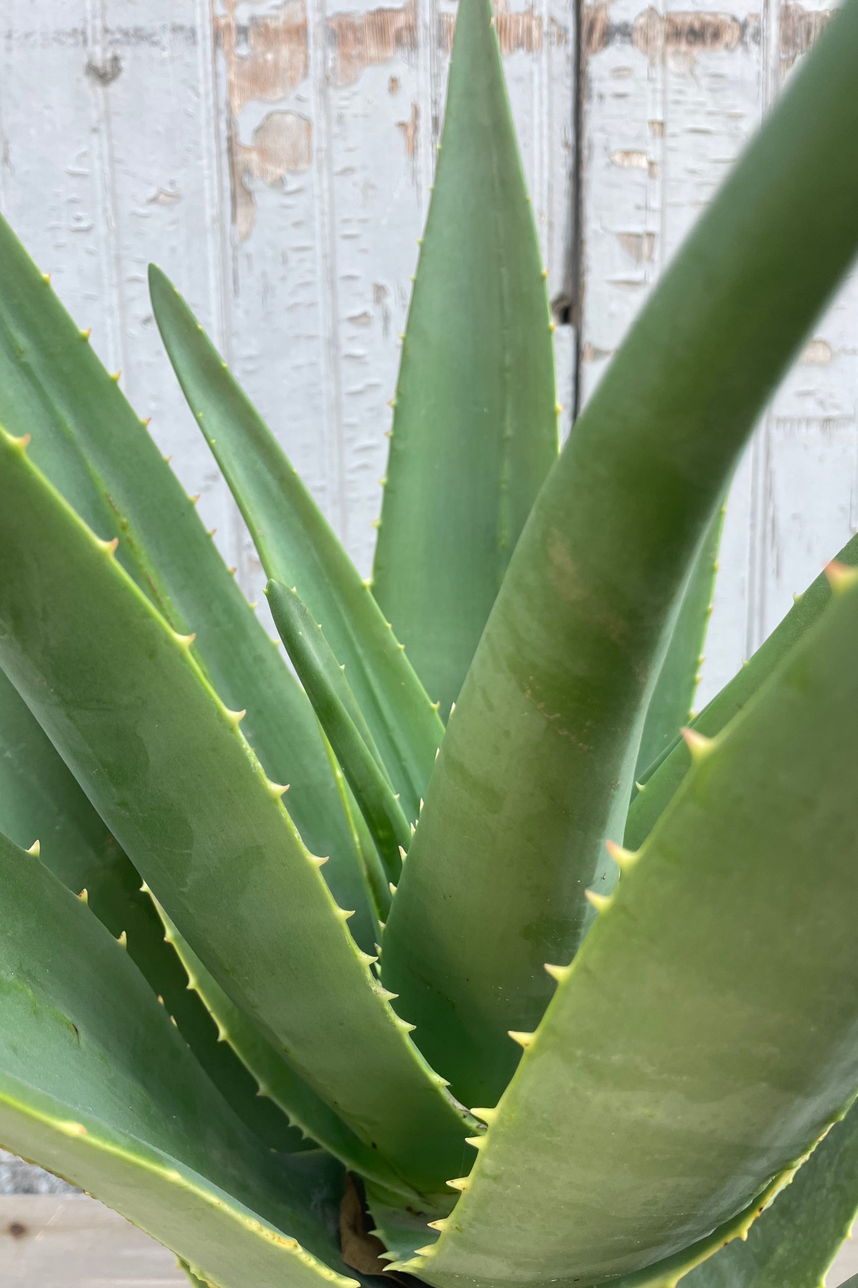 Close-up of a green Aloe 'Hercules' plant in front of a blurred background ©Sprout Home