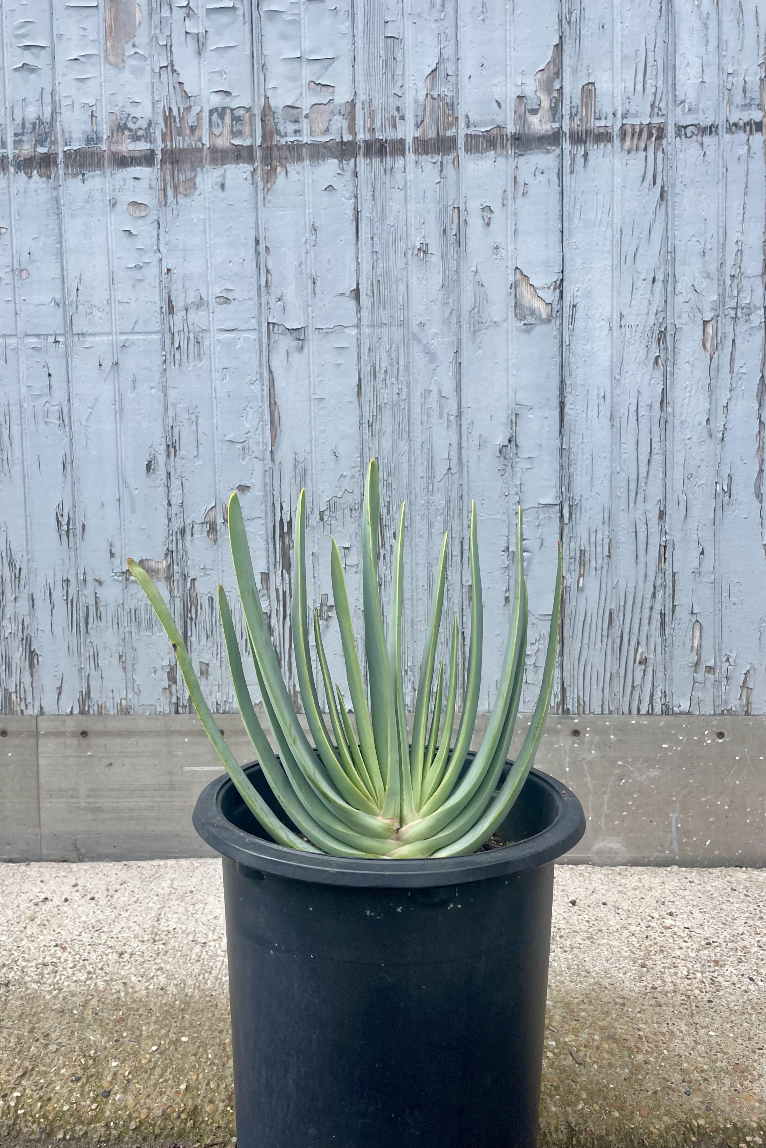 A photo of Aloe plicotillis in a black pot against a gray wall. The plant has long, narrow blue leaves which grow in an iconic fan shape.