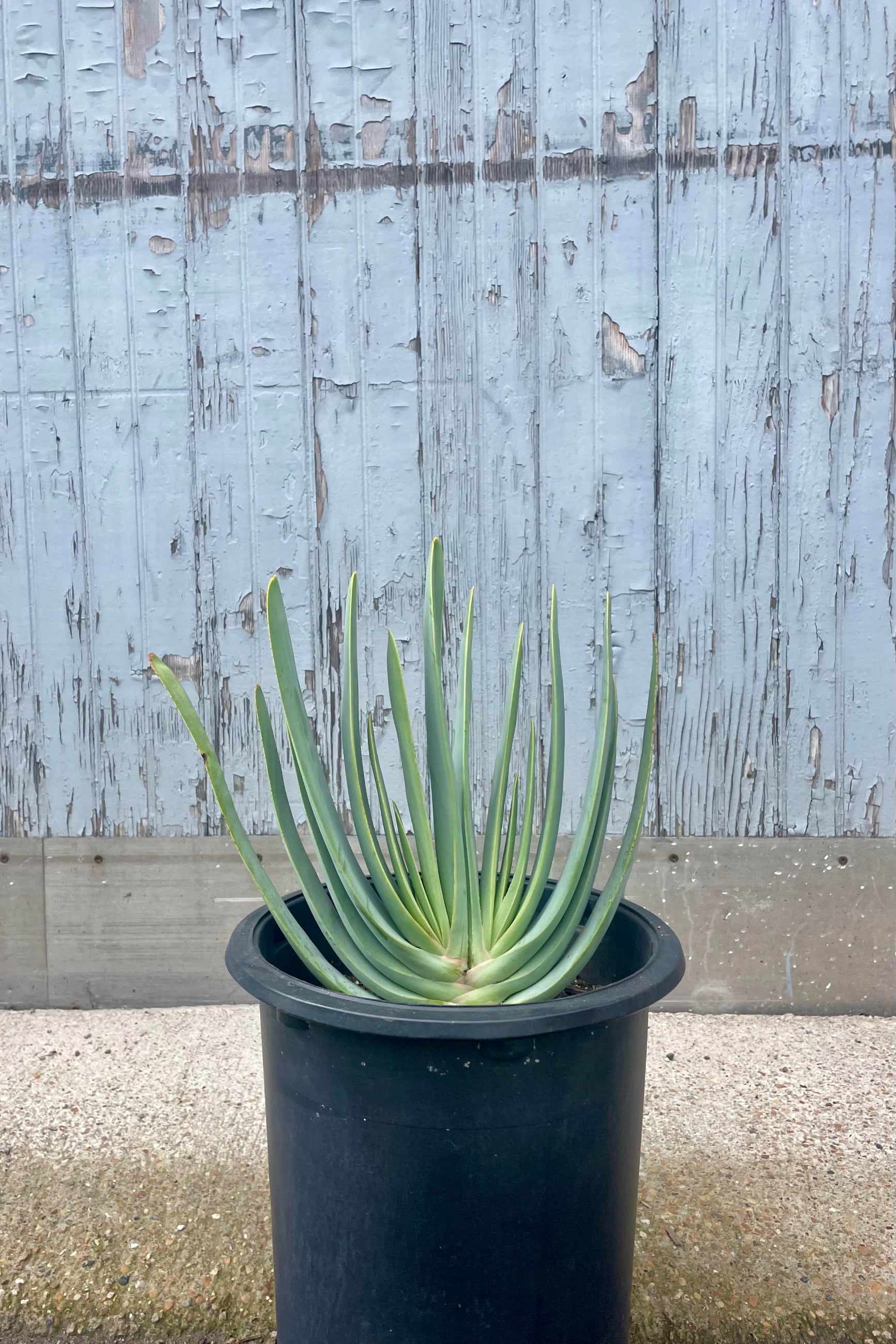 A photo of Aloe plicotillis in a black pot against a gray wall. The plant has long, narrow blue leaves which grow in an iconic fan shape. ©Sprout Home