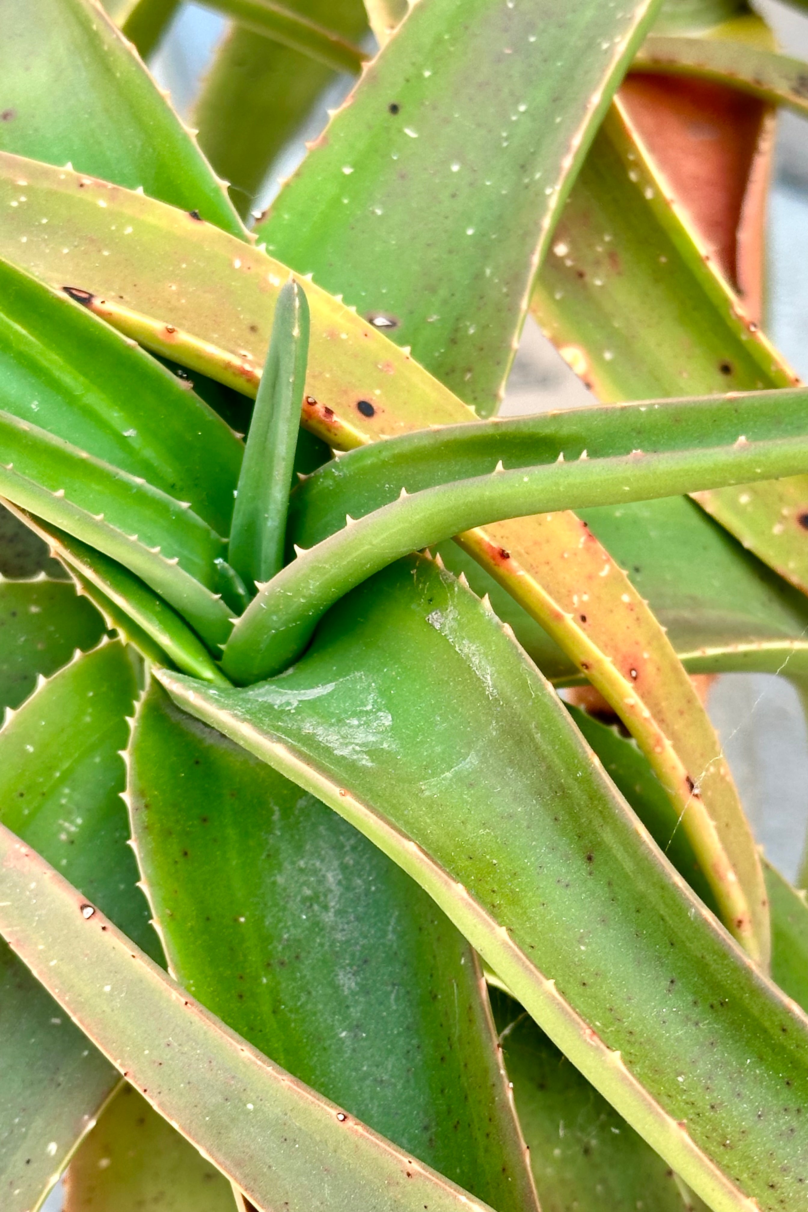 Aloe 'Medusa' close up showing its thick leaves at Sprout Home.