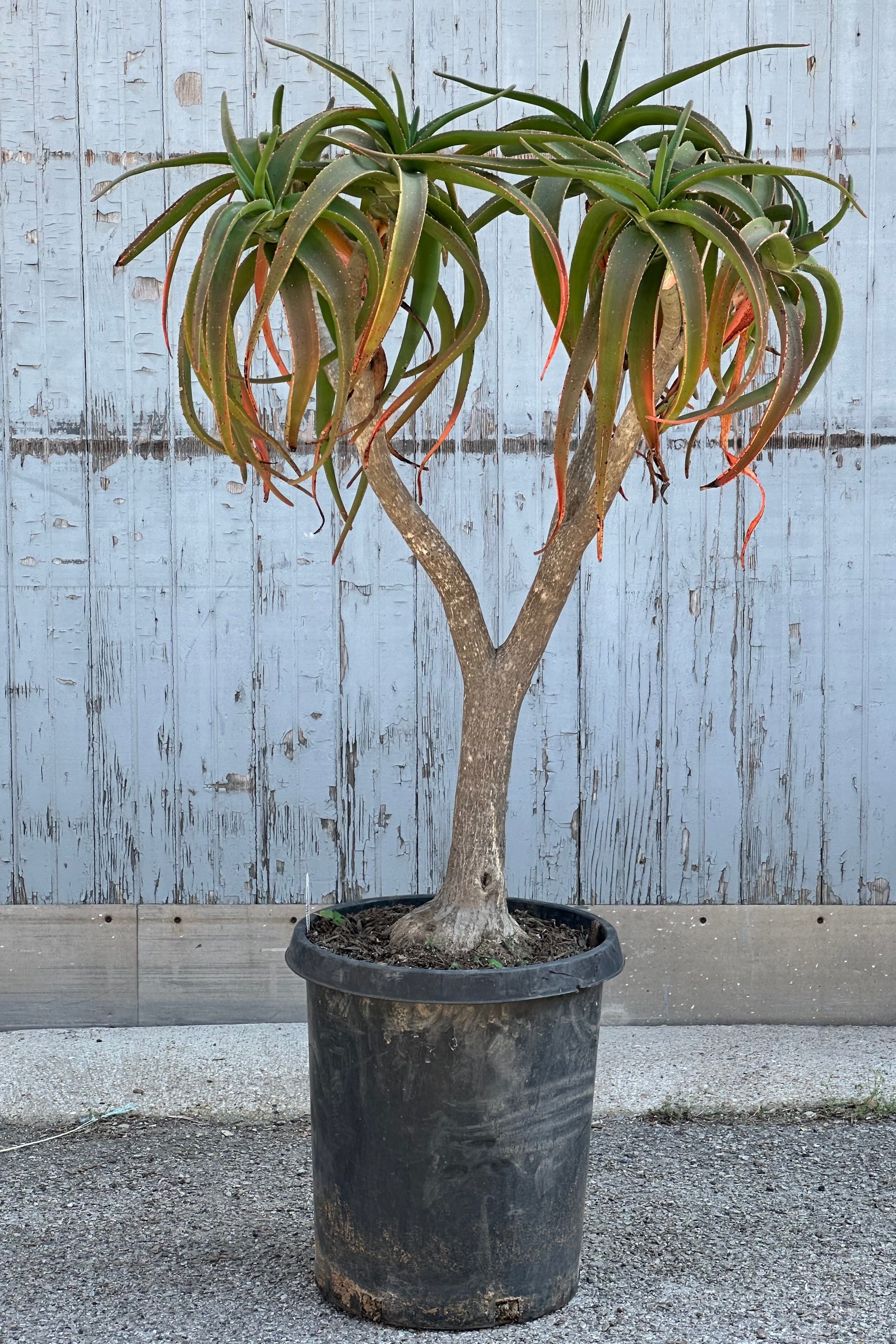 An Aloe 'Medusa' tree in a #15 growers pot standing tall against a wood wall at Sprout Home.