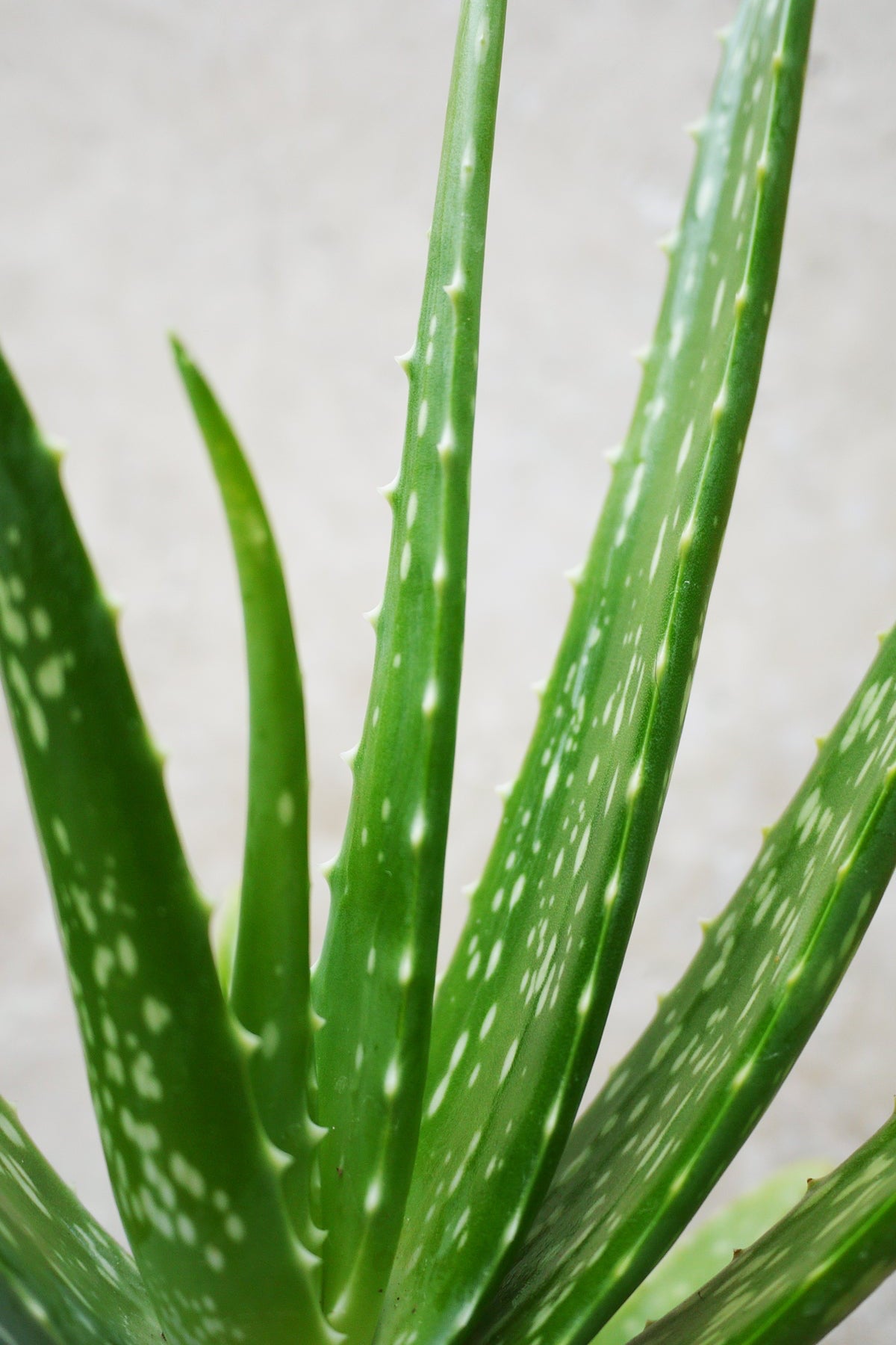 Close-up of a green aloe vera plant with a white background ©Sprout Home