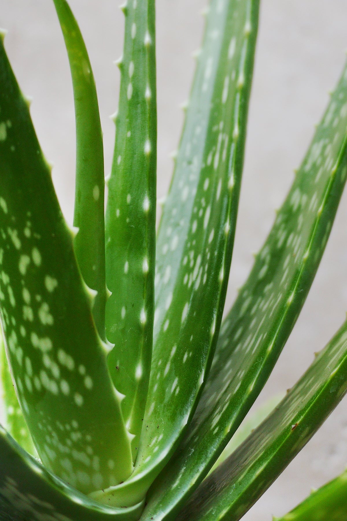 Close-up of a green aloe vera plant with white spots on a light gray background ©Sprout Home