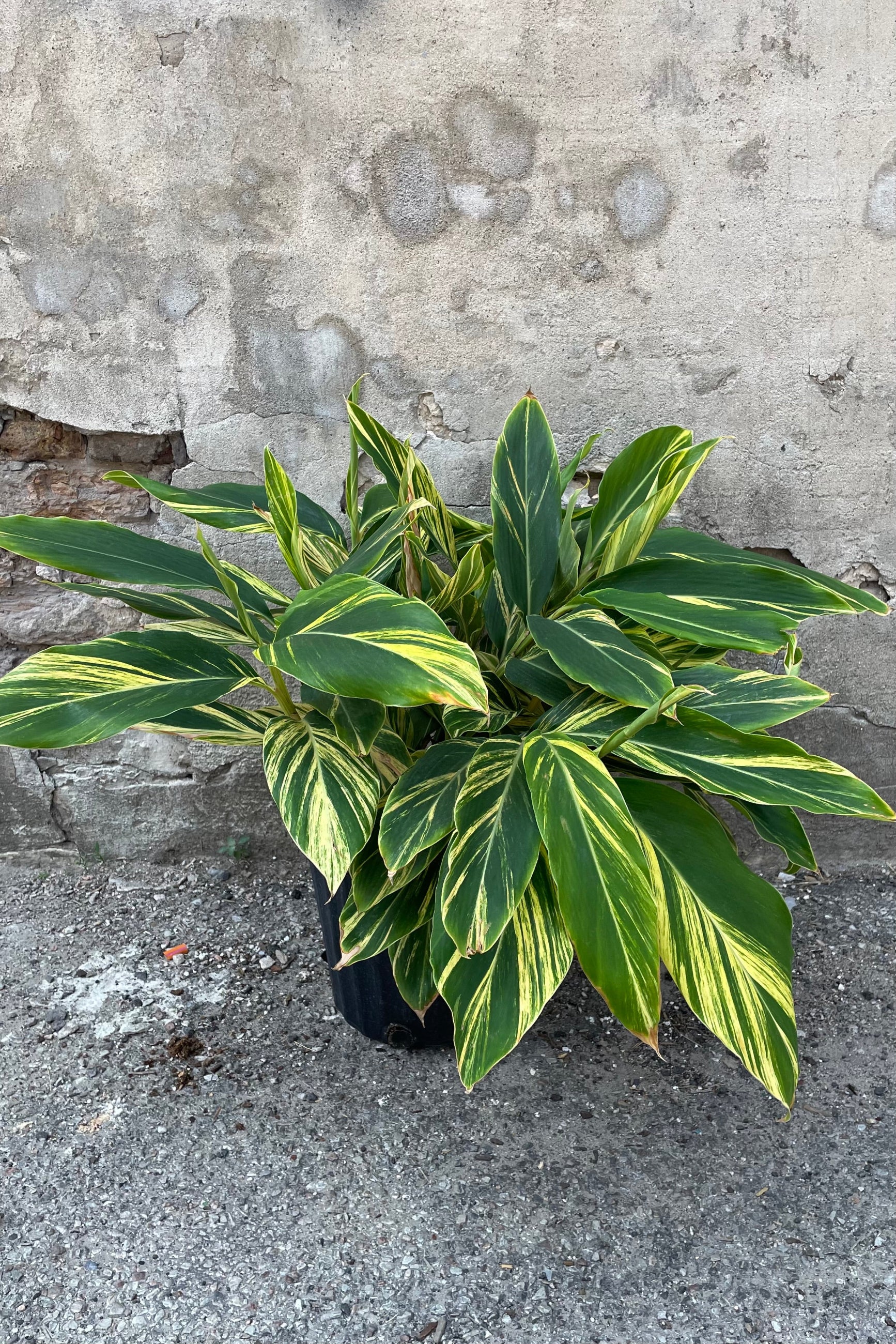 Alpina zerumbet 'Variegata' in a 10" growers pot against a concrete wall showing off its striking yellow and green foliage. ©Sprout Home