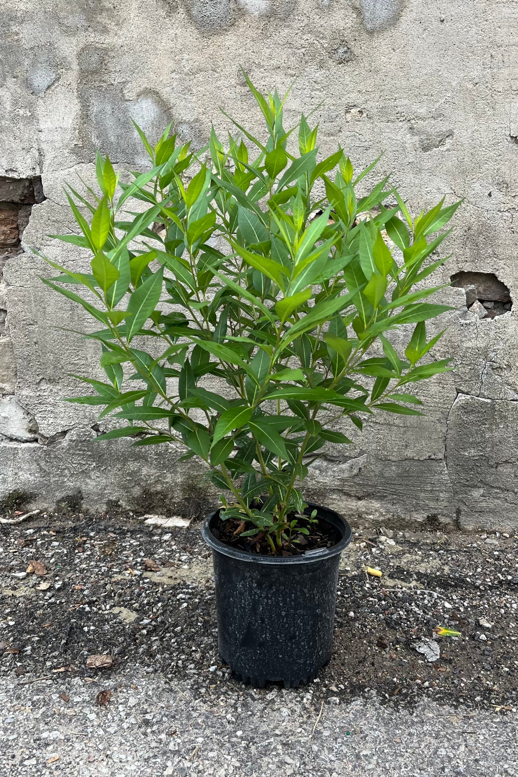 Amsonia 'Starstruck' in a #1 growers pot after bloom showing off its abundance of green leaves. ©Sprout Home