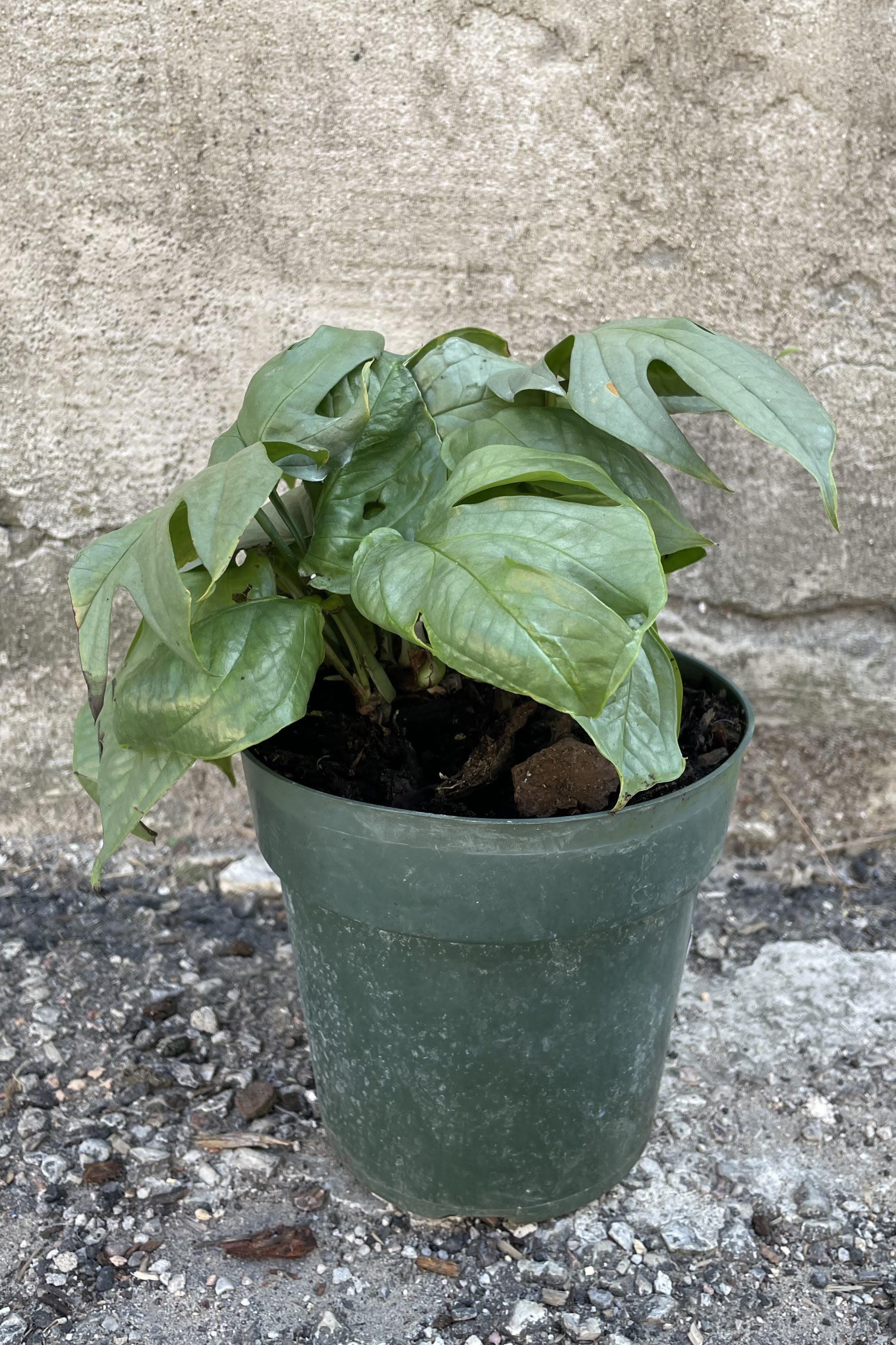 Photo of an Amydrium medium 'Silver Form' houseplant in a green nursery pot against a cement wall.