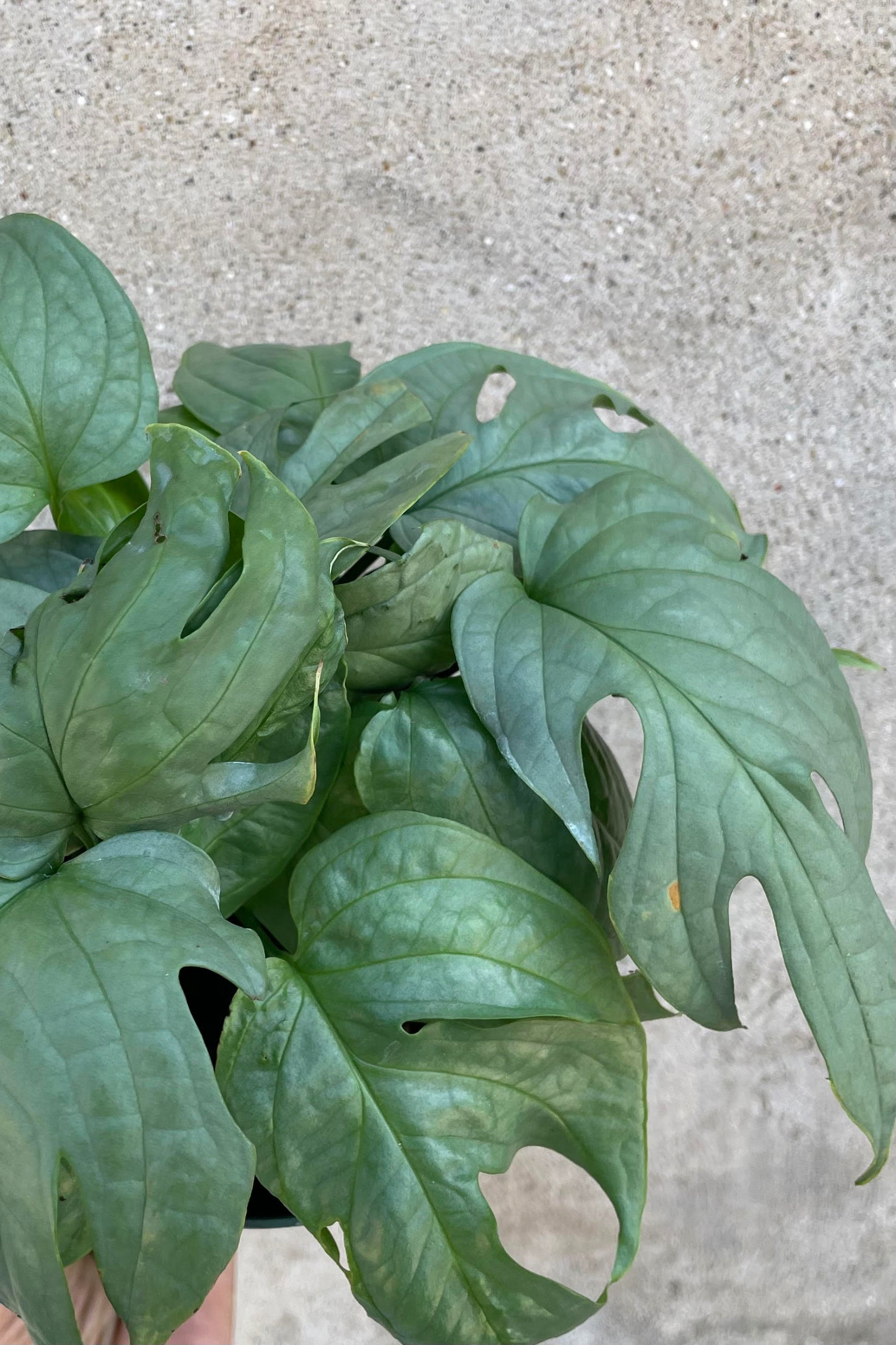 Close photo of fenestrated silver-toned leaves of Amydrium medium 'Silver Form' houseplant against a cement wall. ©Sprout Home