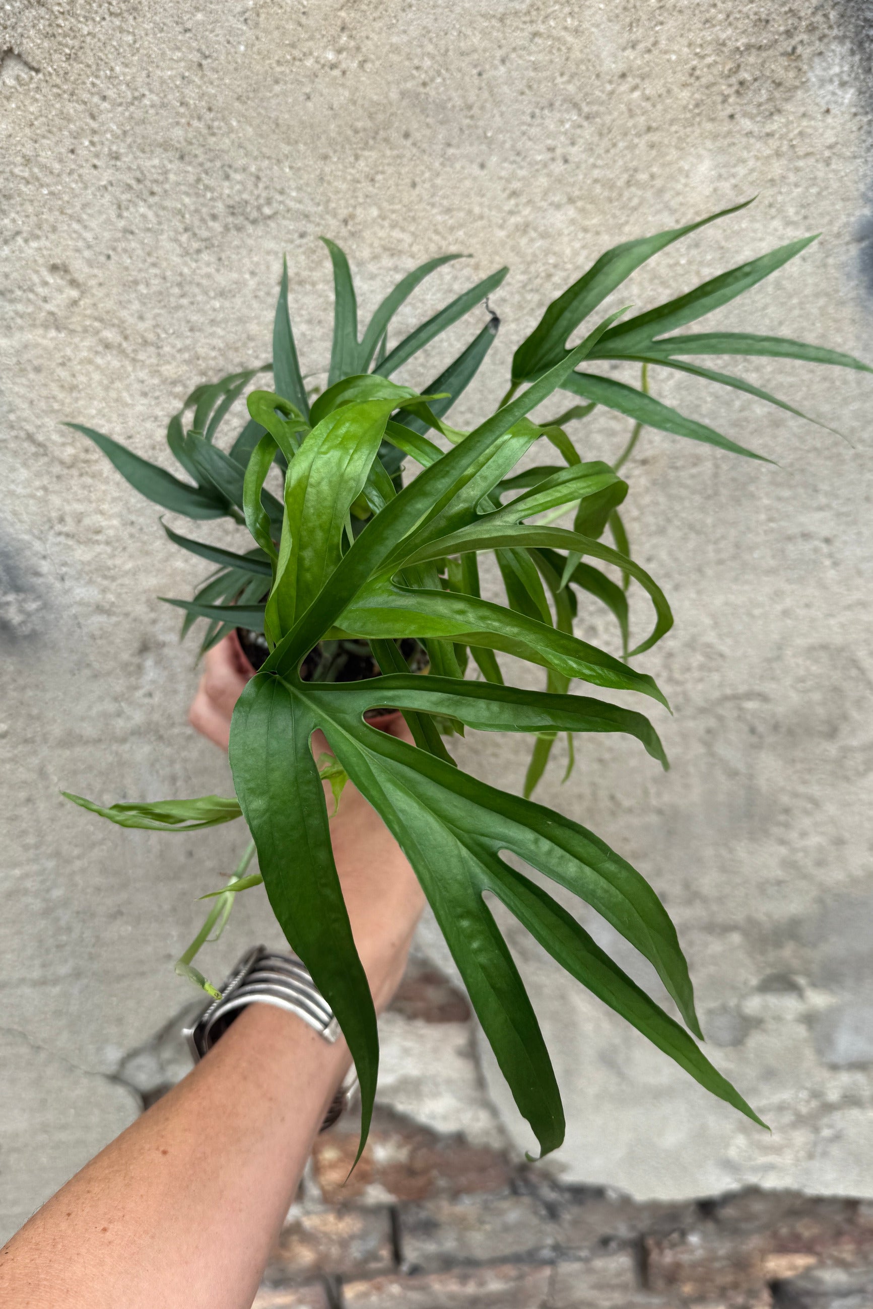 A person's hand holding a sAmydrium zippelianum with long, deeply lobed green leaves against a textured concrete wall. ©Sprout Home
