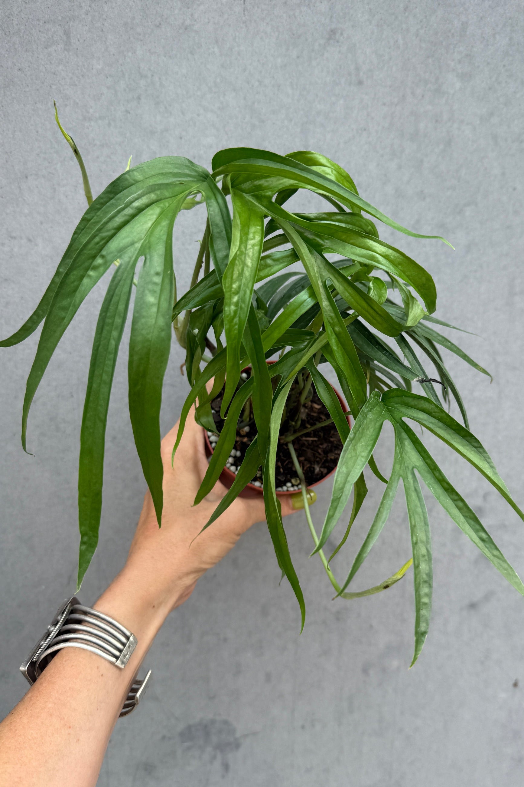 A person's hand wearing silver bracelets holds a potted Amydrium zippelianum green plant with long, slender, deeply lobed leaves against a textured gray wall. ©Sprout Home