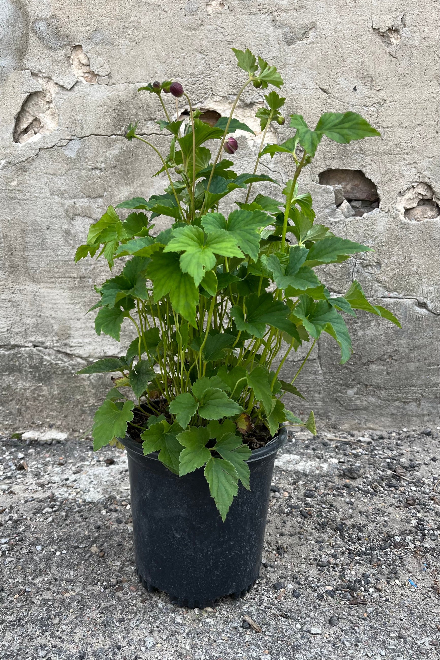 Anemone 'September Charm' in a #1 growers pot showing beautiful green foliage and dark pink flowers about to bloom in mid-August©Sprout Home