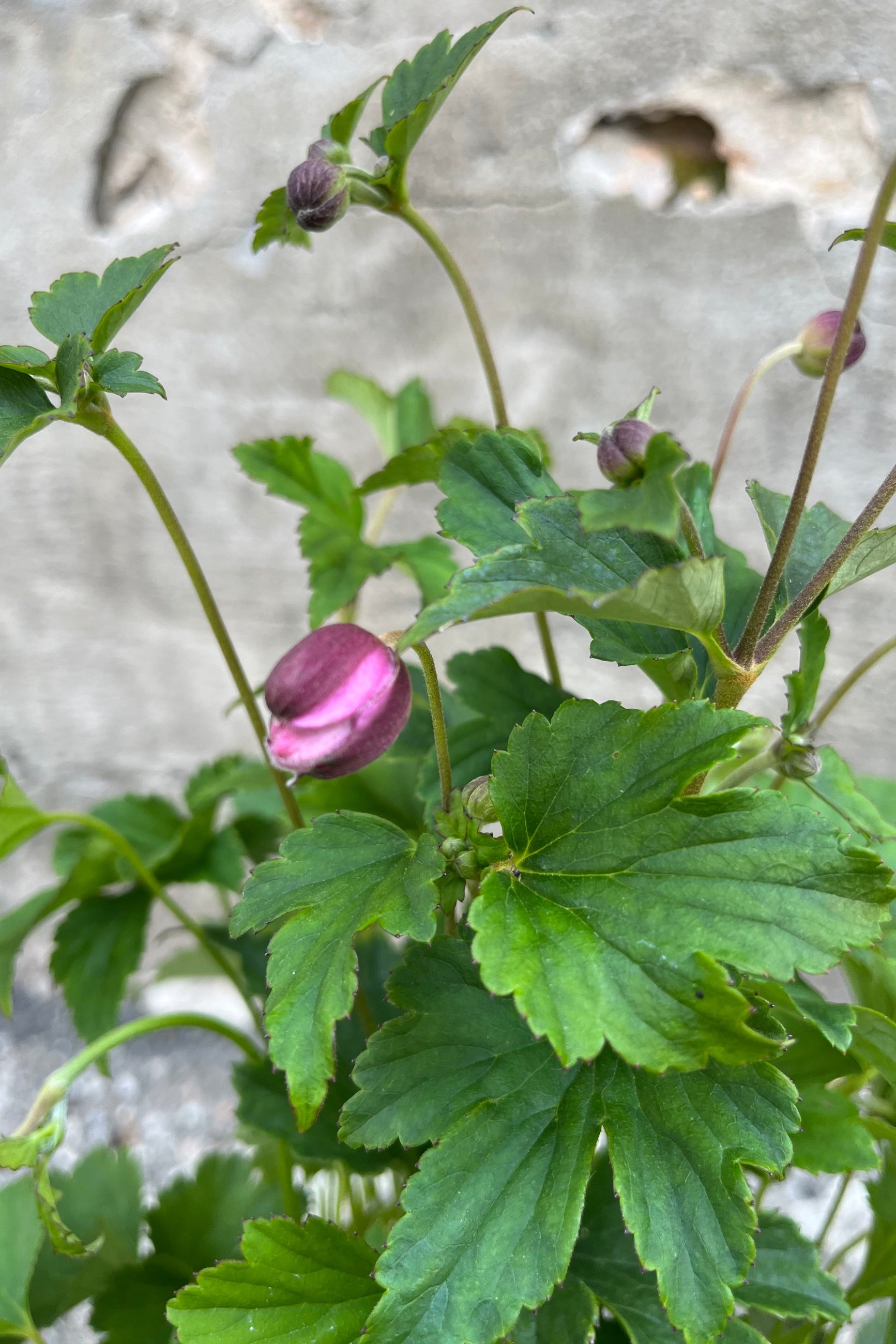 detail image of Anemone 'September Charm' showing dark pink blooms just starting to open in mid-August at Sprout. ©Sprout Home