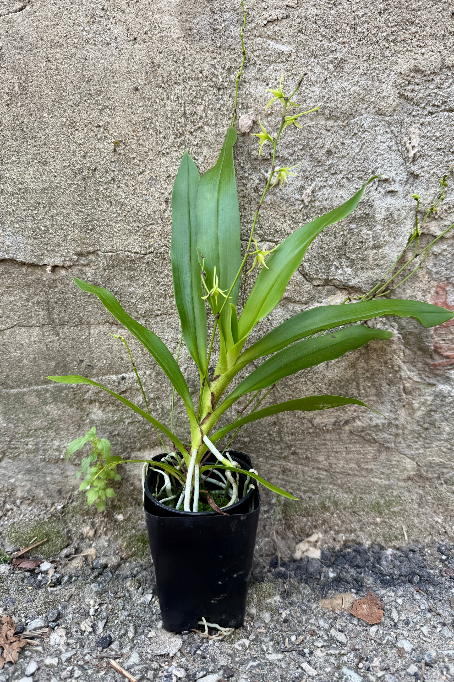 Angraecum orchid in a 3" growers pot in bloom showing its small sweet yellow green flowers ©Sprout Home