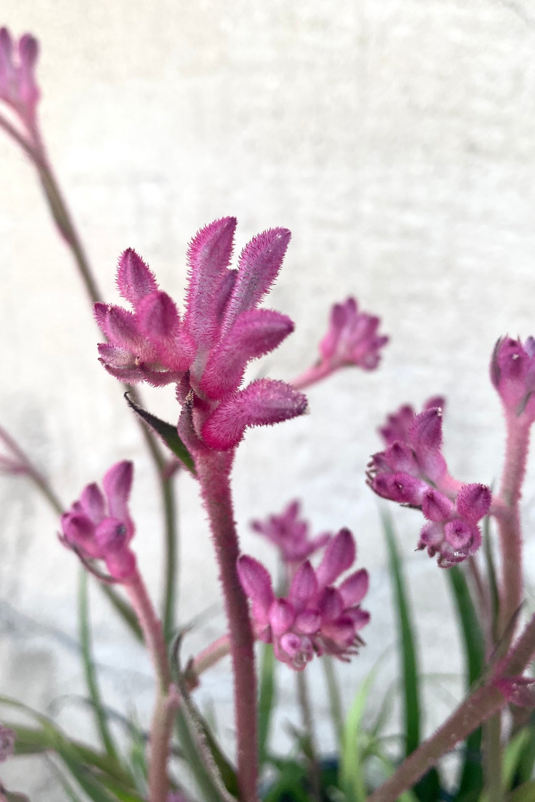 A detailed view of the purple variation of Anigozanthos #1 against concrete backdrop ©Sprout Home