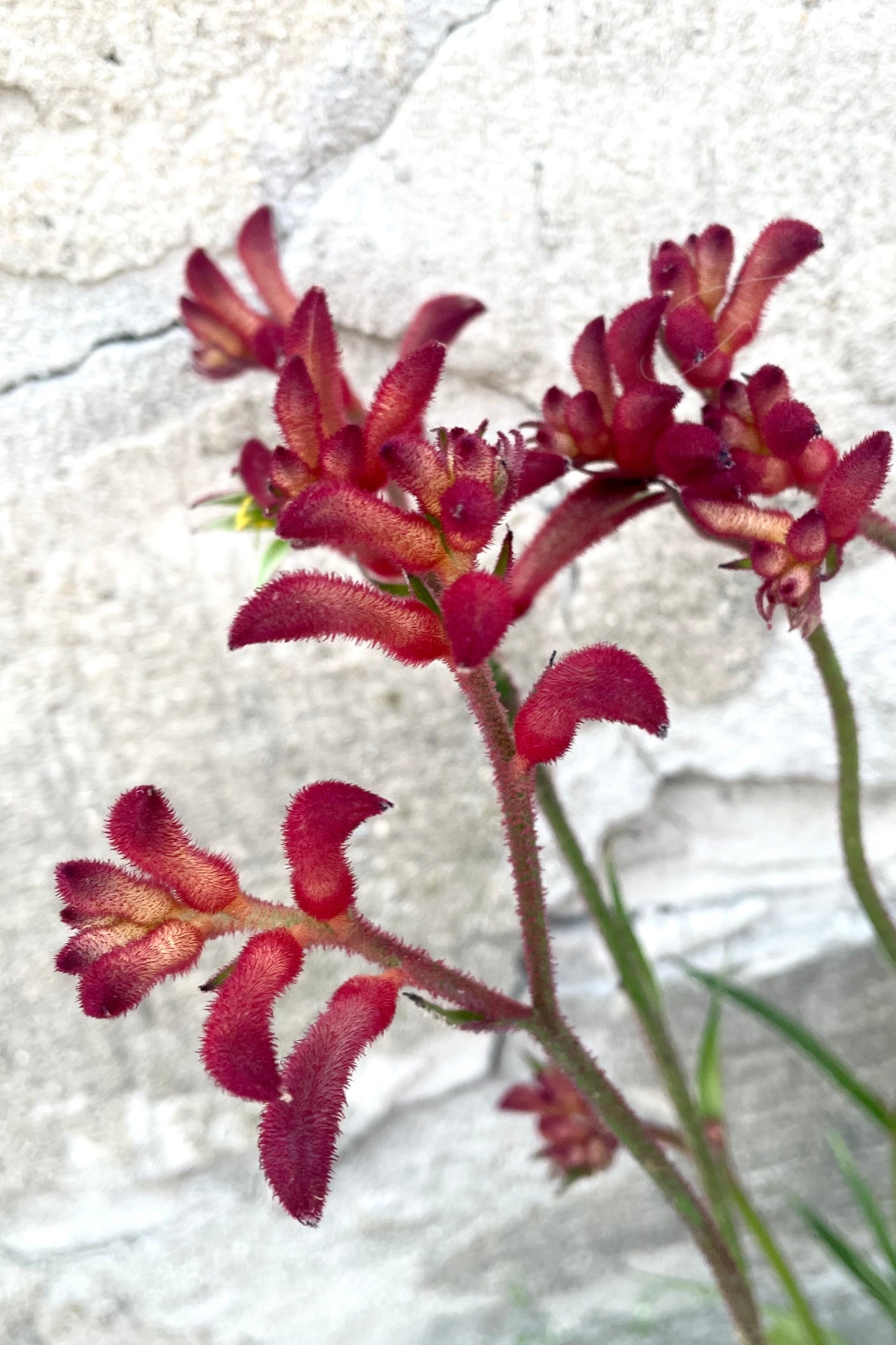 A detailed view of the red variation of Anigozanthos #1 against concrete backdrop ©Sprout Home