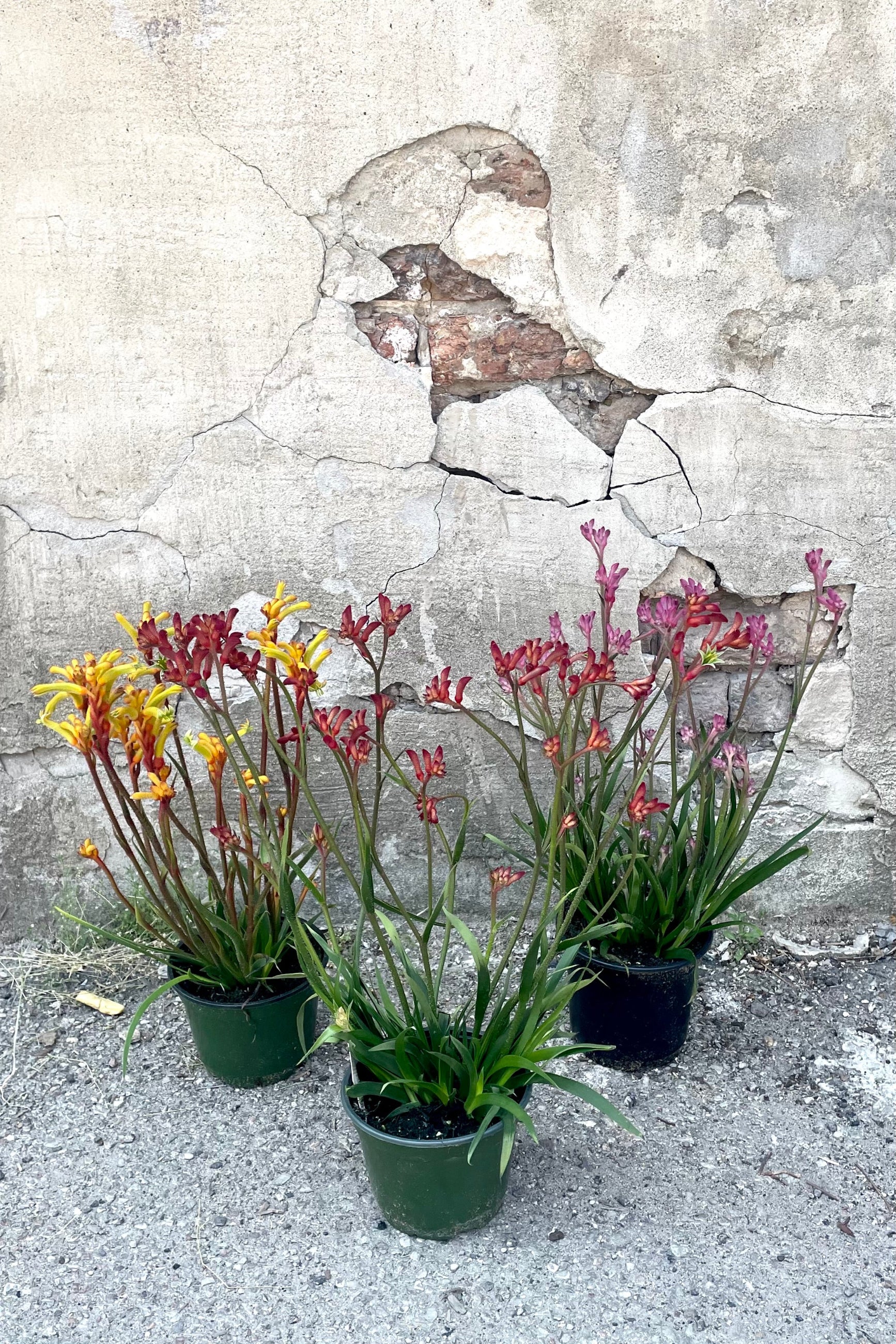 A full view of the variations of Anigozanthos #1 in grow pots against concrete backdrop ©Sprout Home