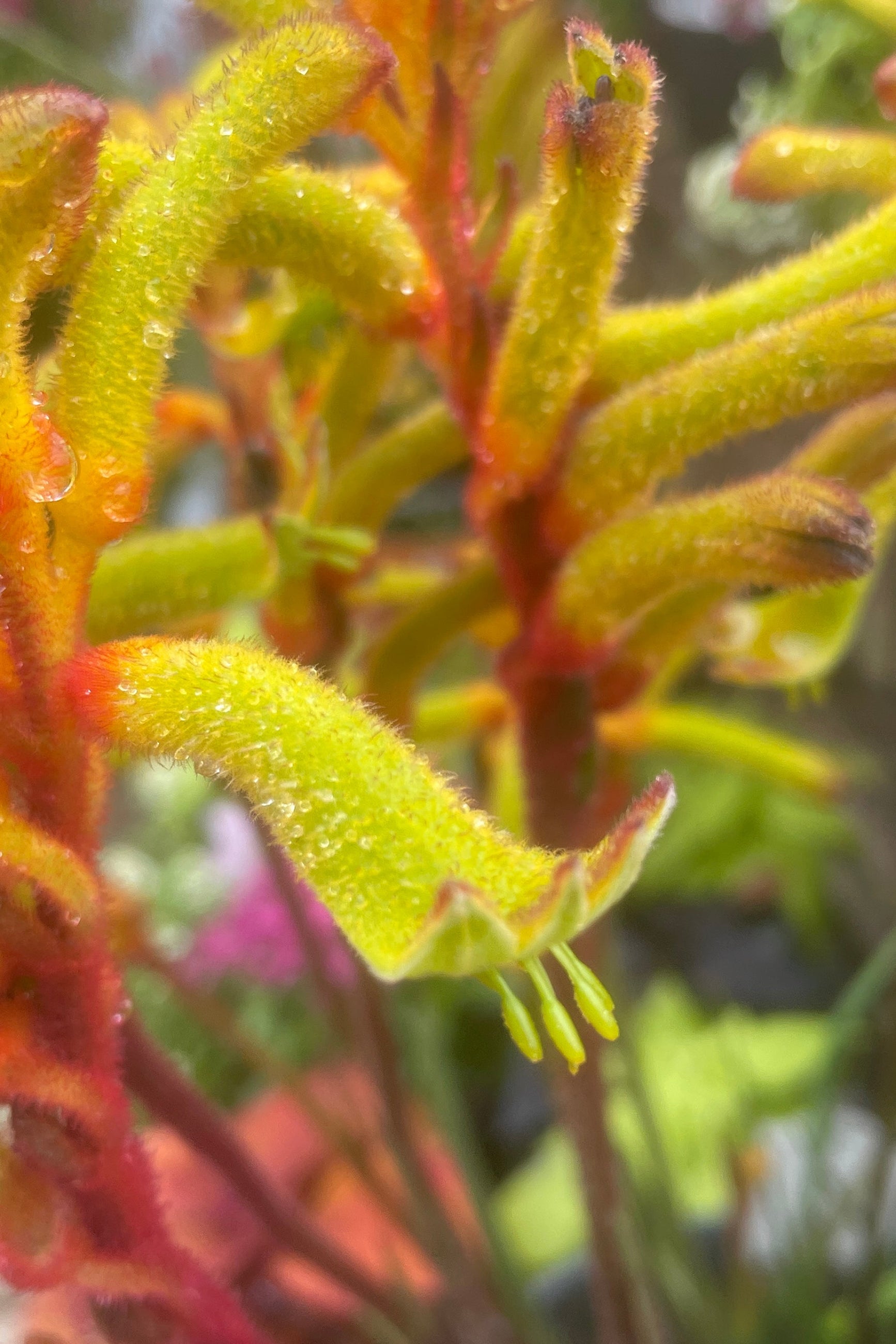 Yellow flowering kangaroo paw mid May at Sprout Home ©Sprout Home