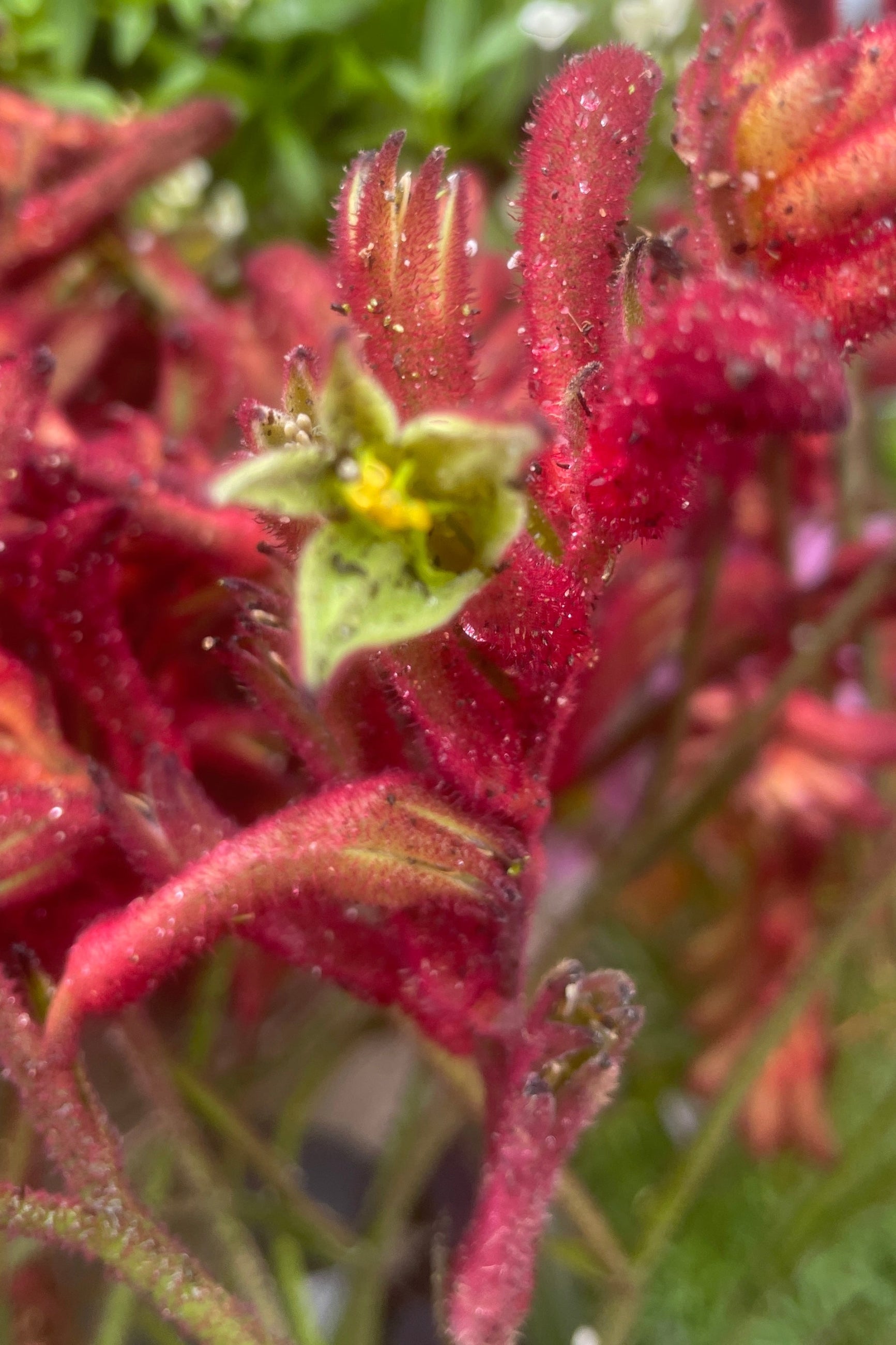 Red blooming Kangaroo Paw up close mid may at Sprout Home. ©Sprout Home