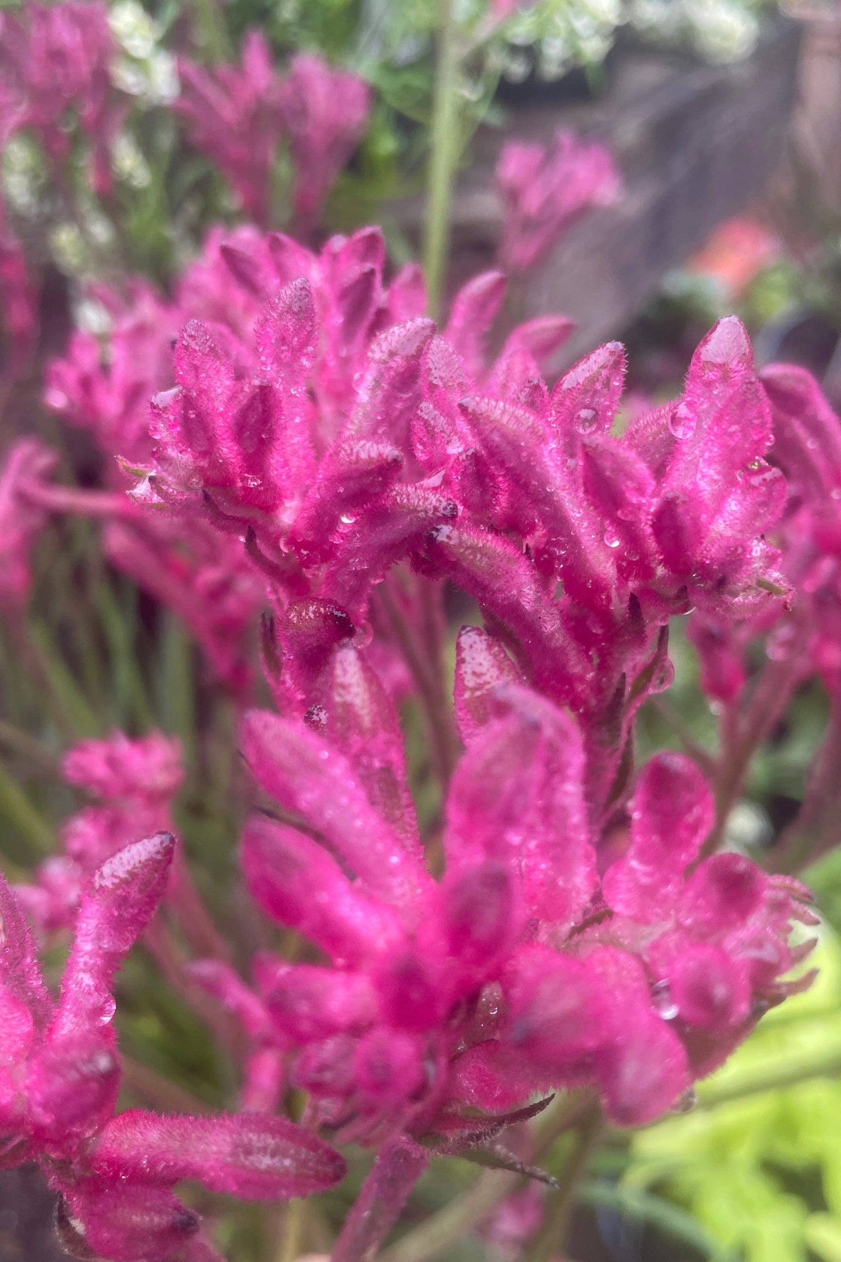 bright pink flowering Kangaroo paw mid May at Sprout Home. ©Sprout Home