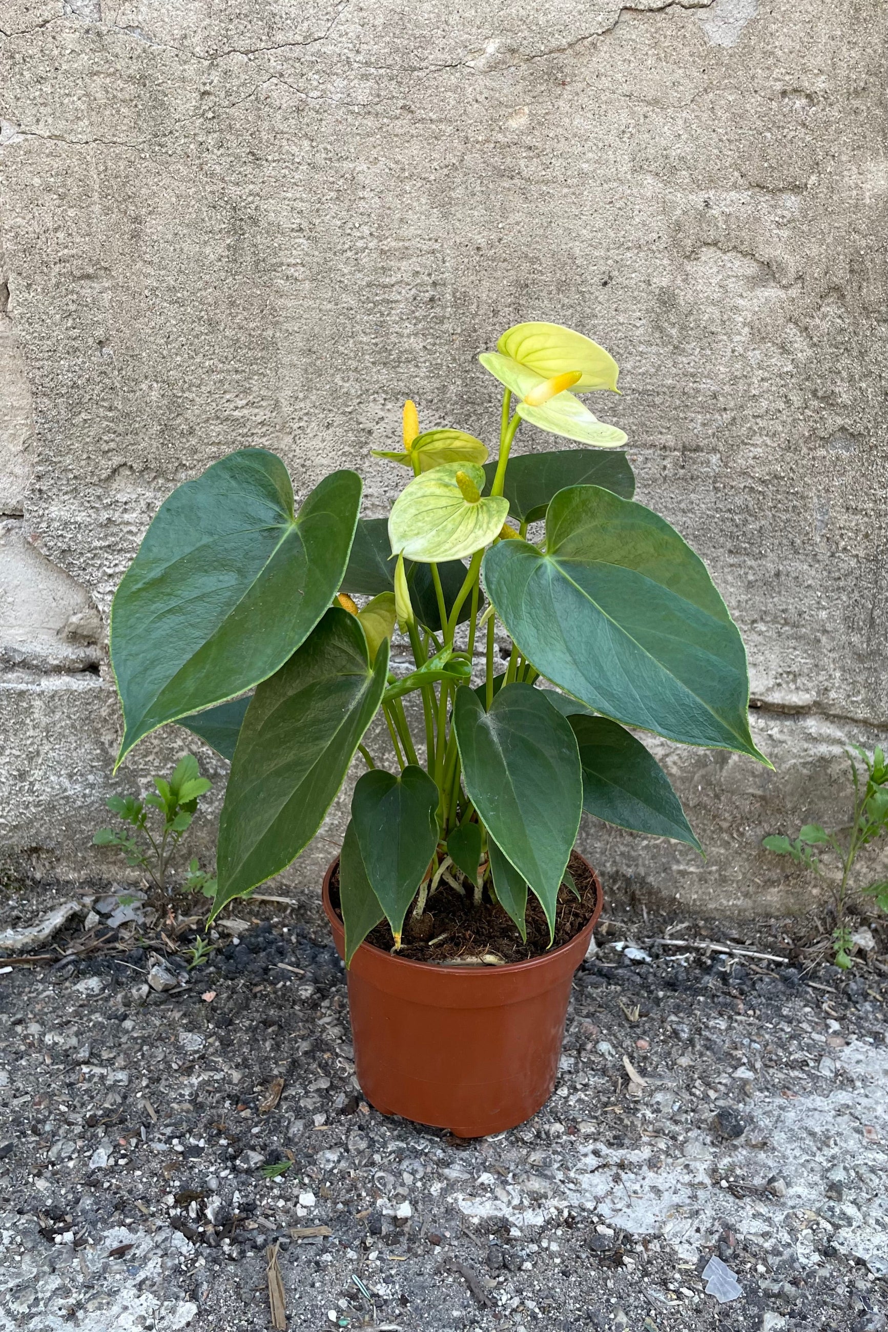 A full view of one of the varieties of Anthurium hybrid 5" in grow pot against concrete backdrop ©Sprout Home