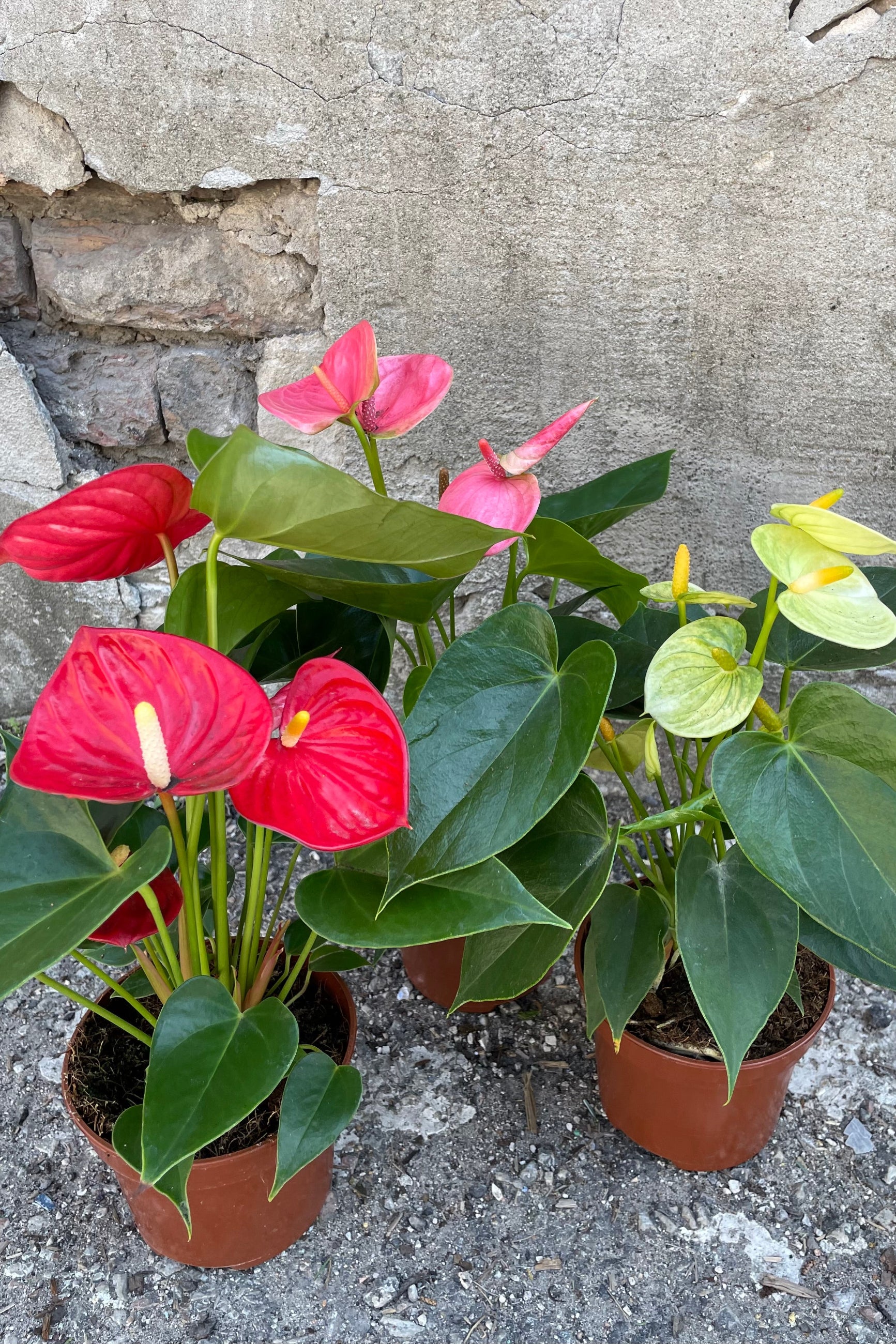 A full view of the varieties of Anthurium hybrid 5" in grow pot against concrete backdrop ©Sprout Home
