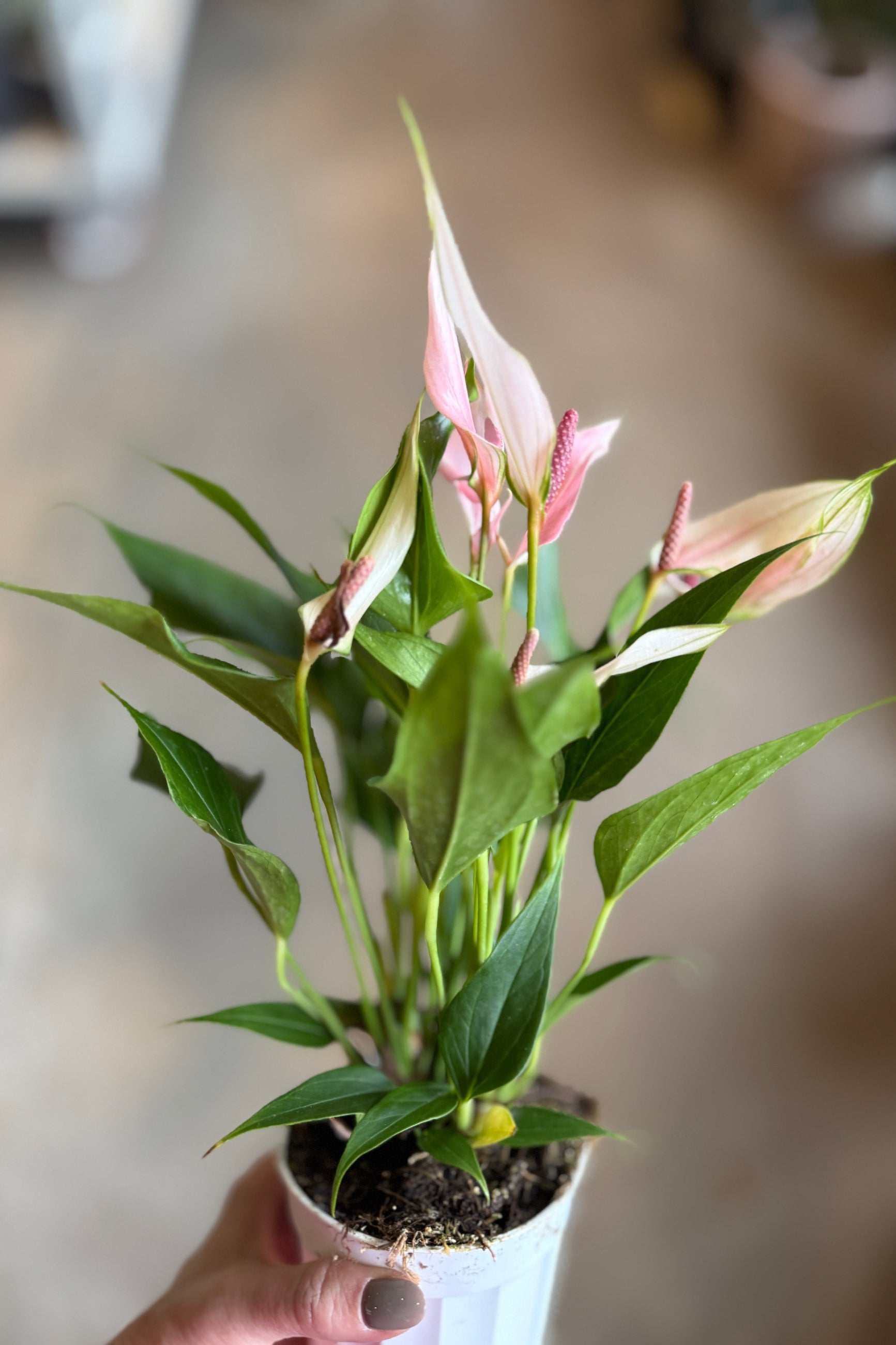 Anthurium with a pointed whispy pink flower in a 4" growers pot ©Sprout Home
