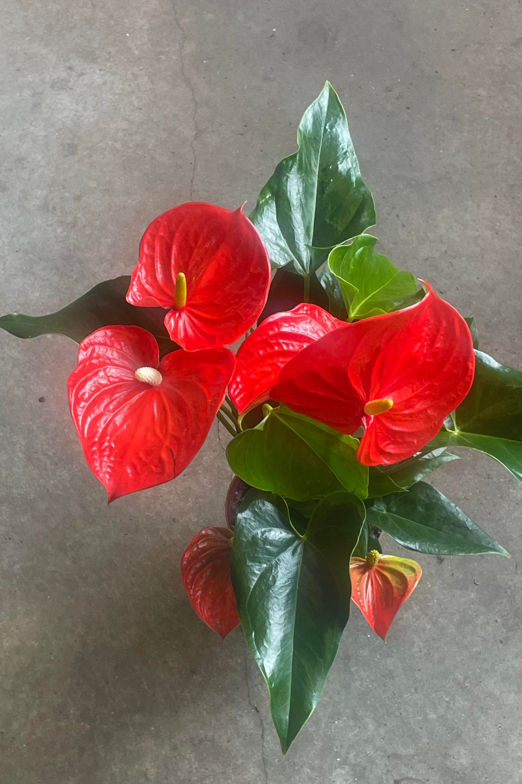 Photo of orange Anthurium flowers from above ©Sprout Home