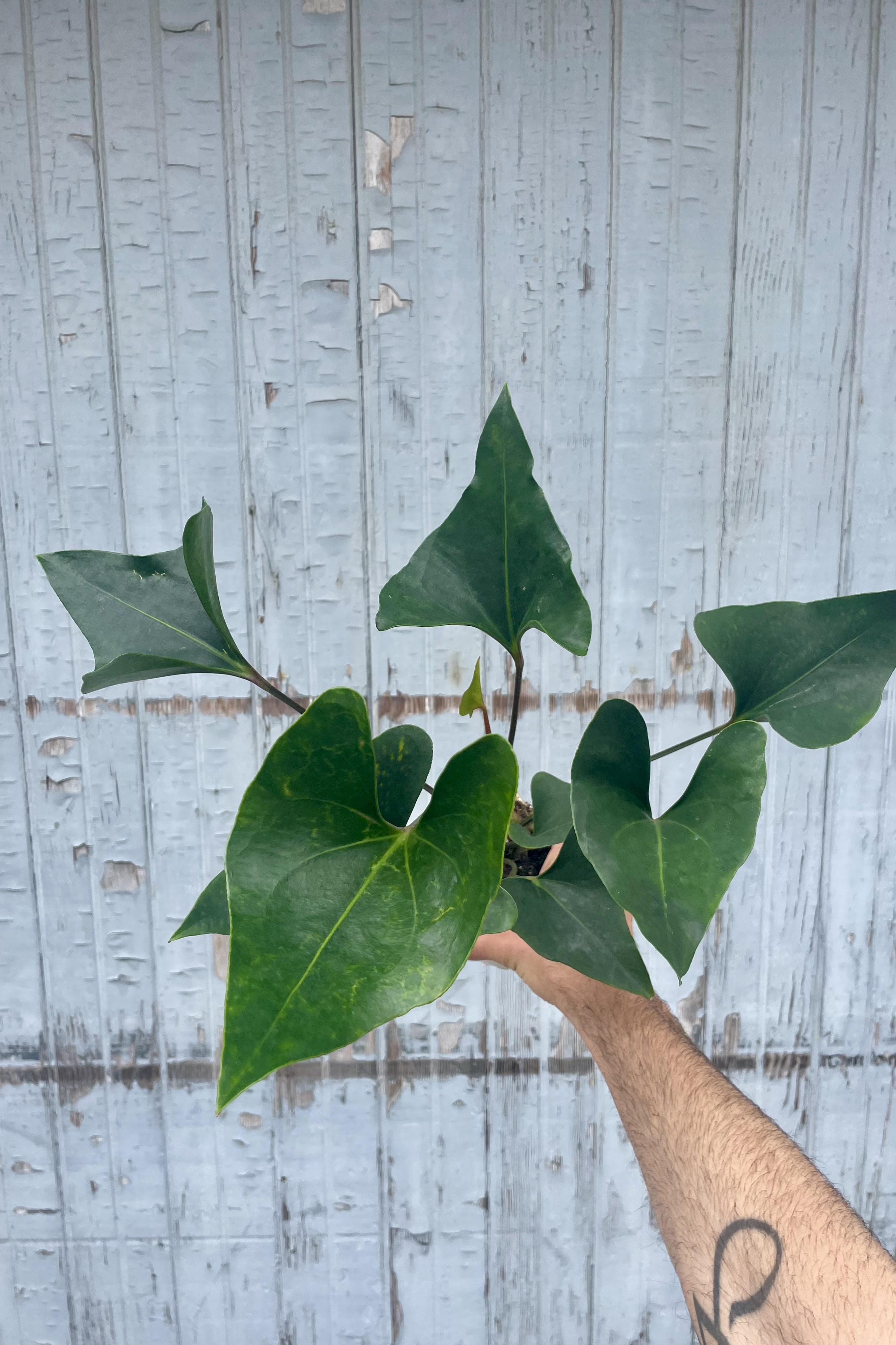 Photograph of a hand holding Anthurium 'Arrow' against a gray wall.