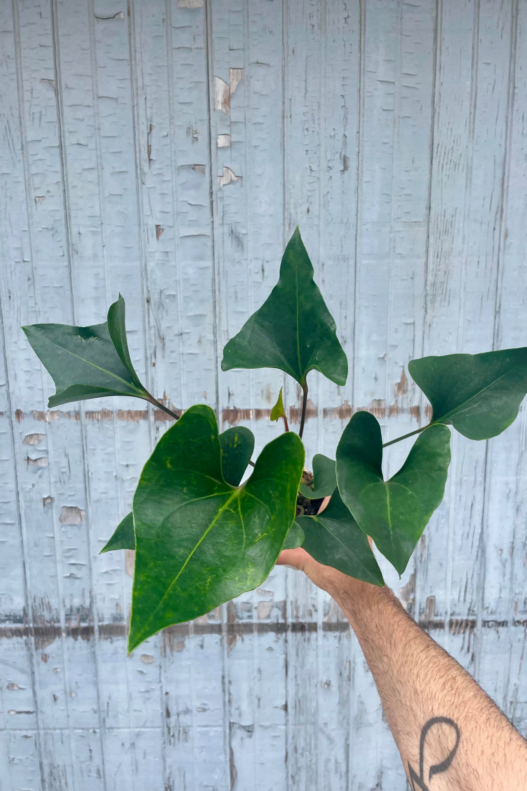 Photograph of a hand holding Anthurium 'Arrow' against a gray wall. ©Sprout Home