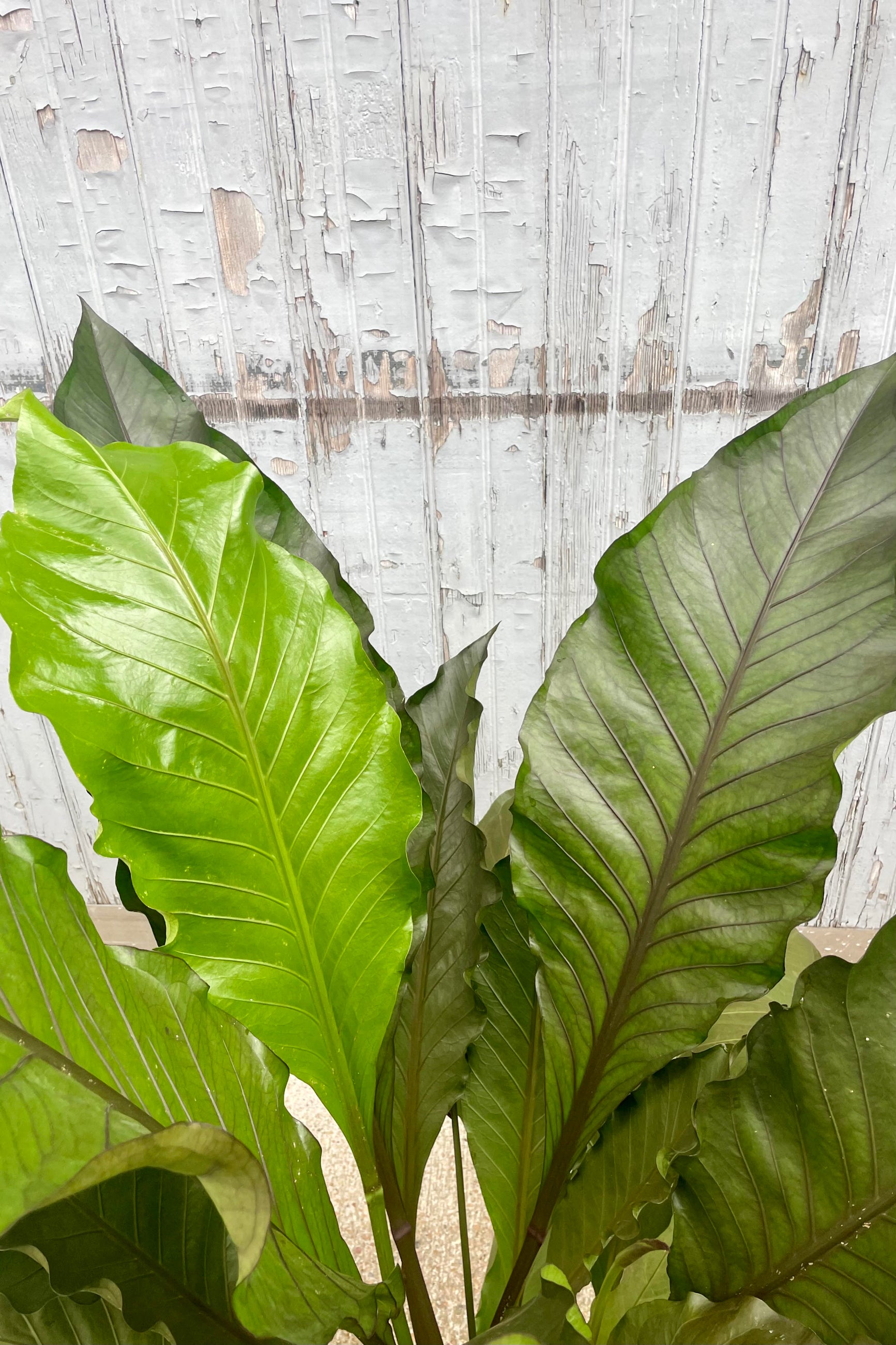 Close up photo of the leaves of Anthurium 'Big Red Bird' against a gray wall. The leaves are long and broad and show a range of shades of green depending on their age Leaves have a darker central vein. ©Sprout Home