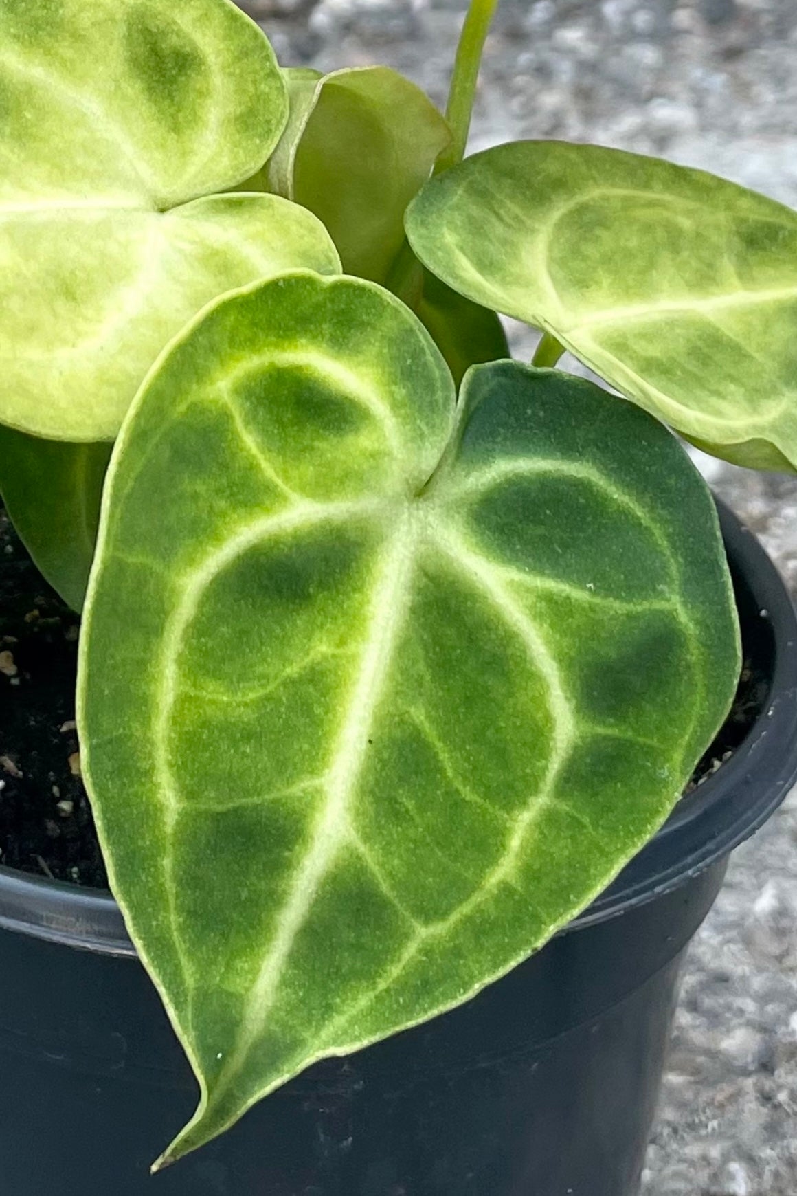 Close up photo of the heart shaped leaf of Anthurium Clarinerviumm plant against a concrete wall. ©Sprout Home