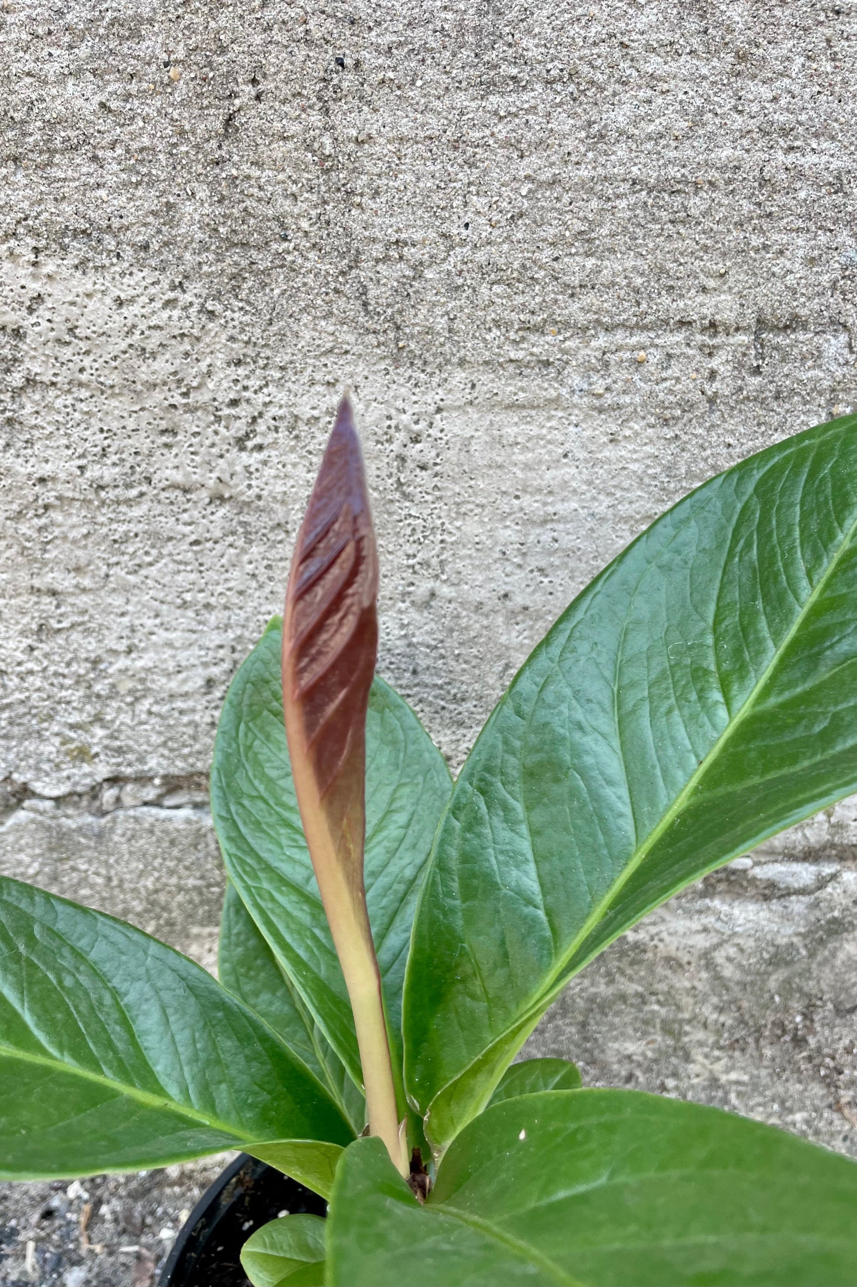 Close photo of a new leaf emerging on Anthurium 'Cobra' against a cement wall. ©Sprout Home