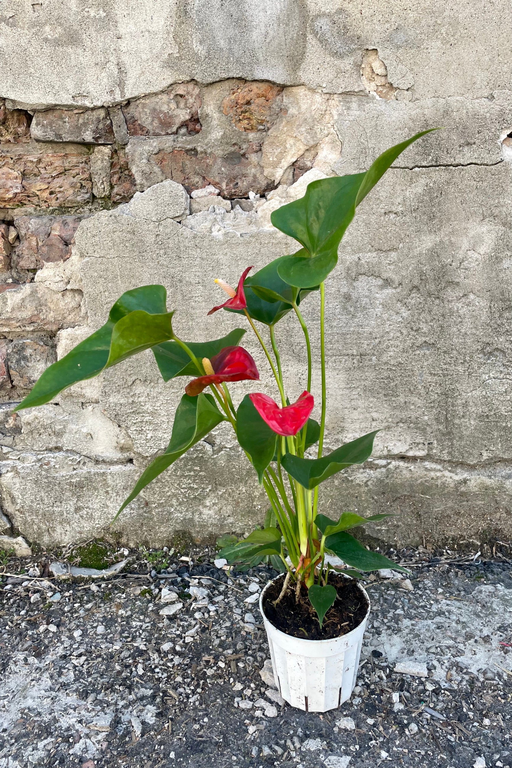 Photo of vibrant red flowers and rich green leaves of Anthurium plant. This is a hybridized plant of large leaves and red flower accents. It is photographed against a cement wall. ©Sprout Home