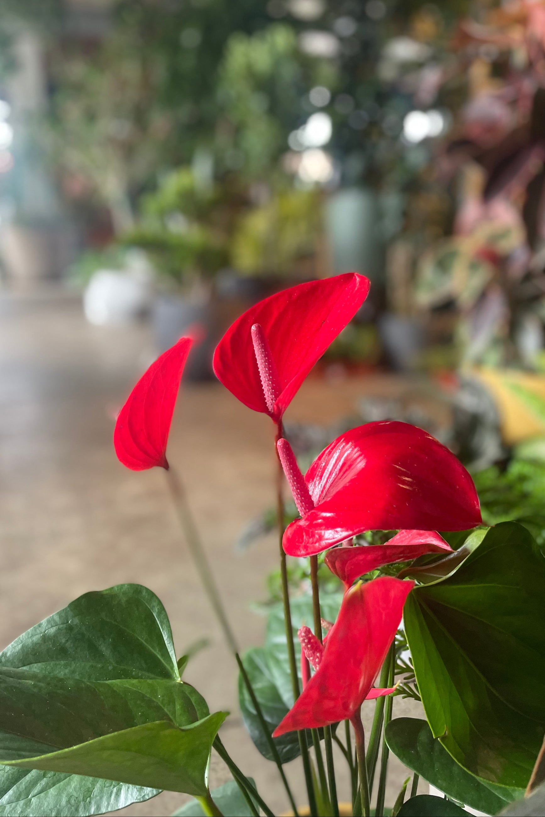 Red Anthurium flowers in a garden store ©Sprout Home