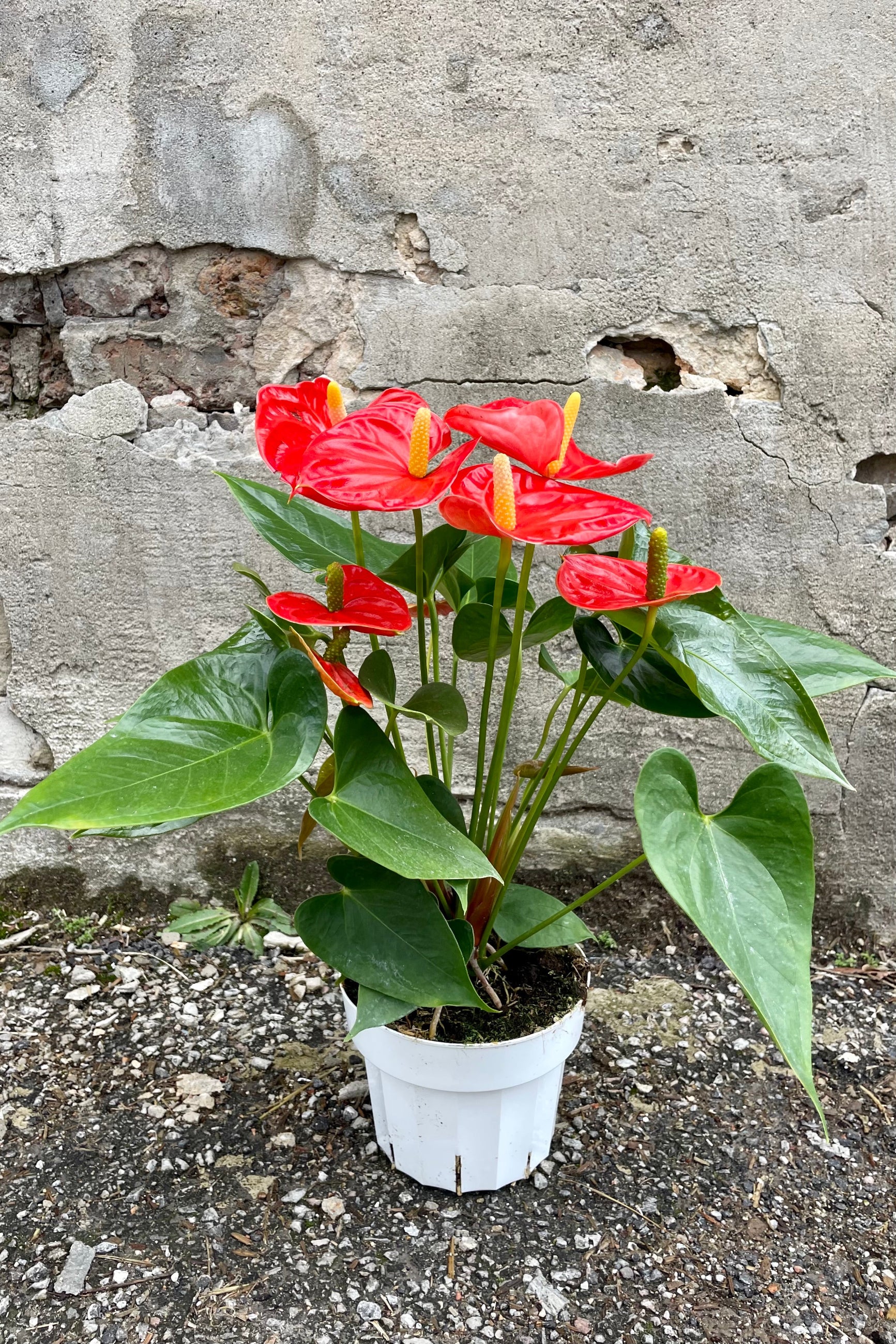 Photo of Orange flowers and green leaves of Anthurium 'Sierra Orange' in a white pot against a concrete wall. ©Sprout Home