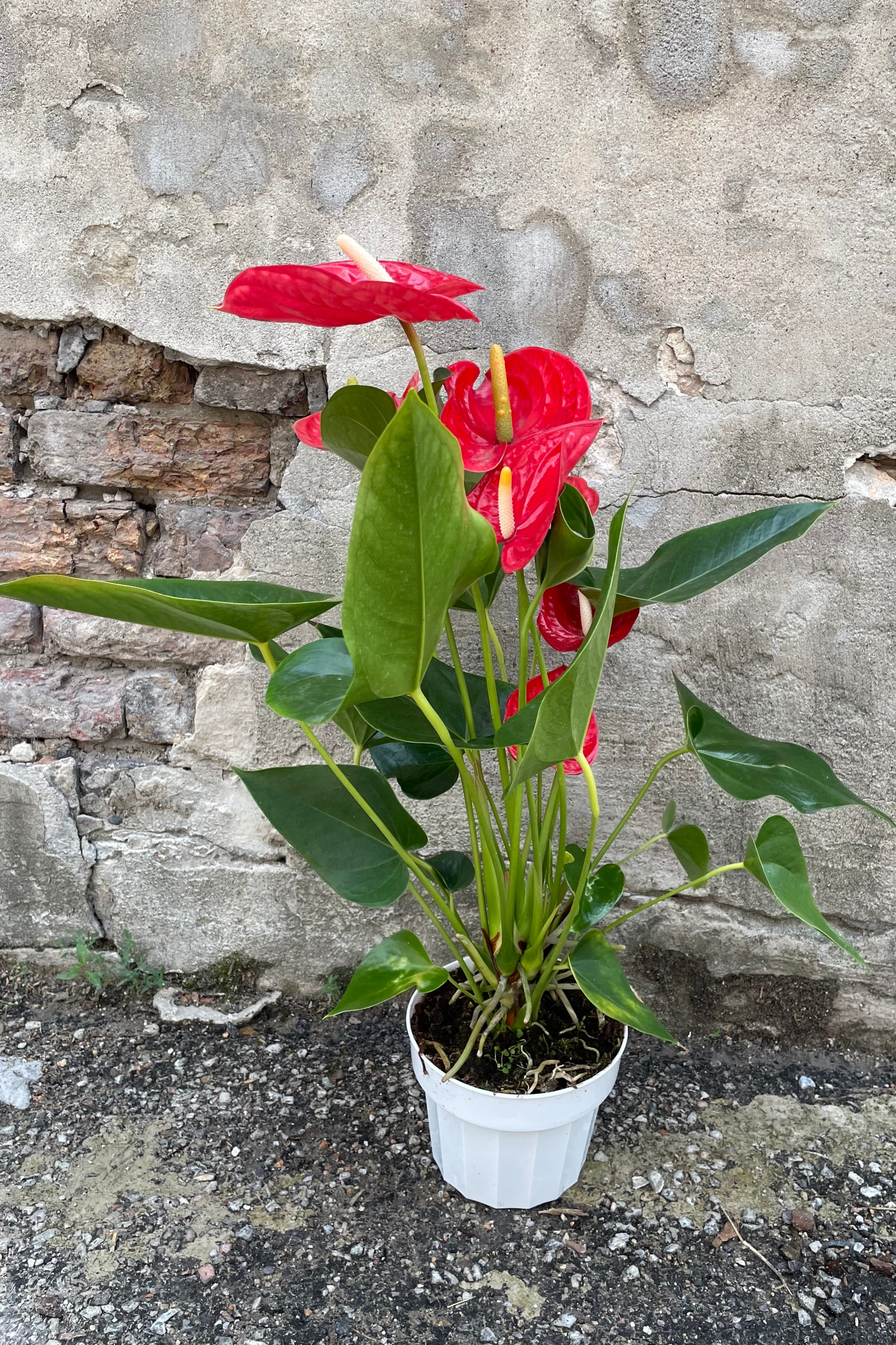 Anthurium 'Saxo Red' in a 6" growers pot against a concrete wall in bloom with its red color.
