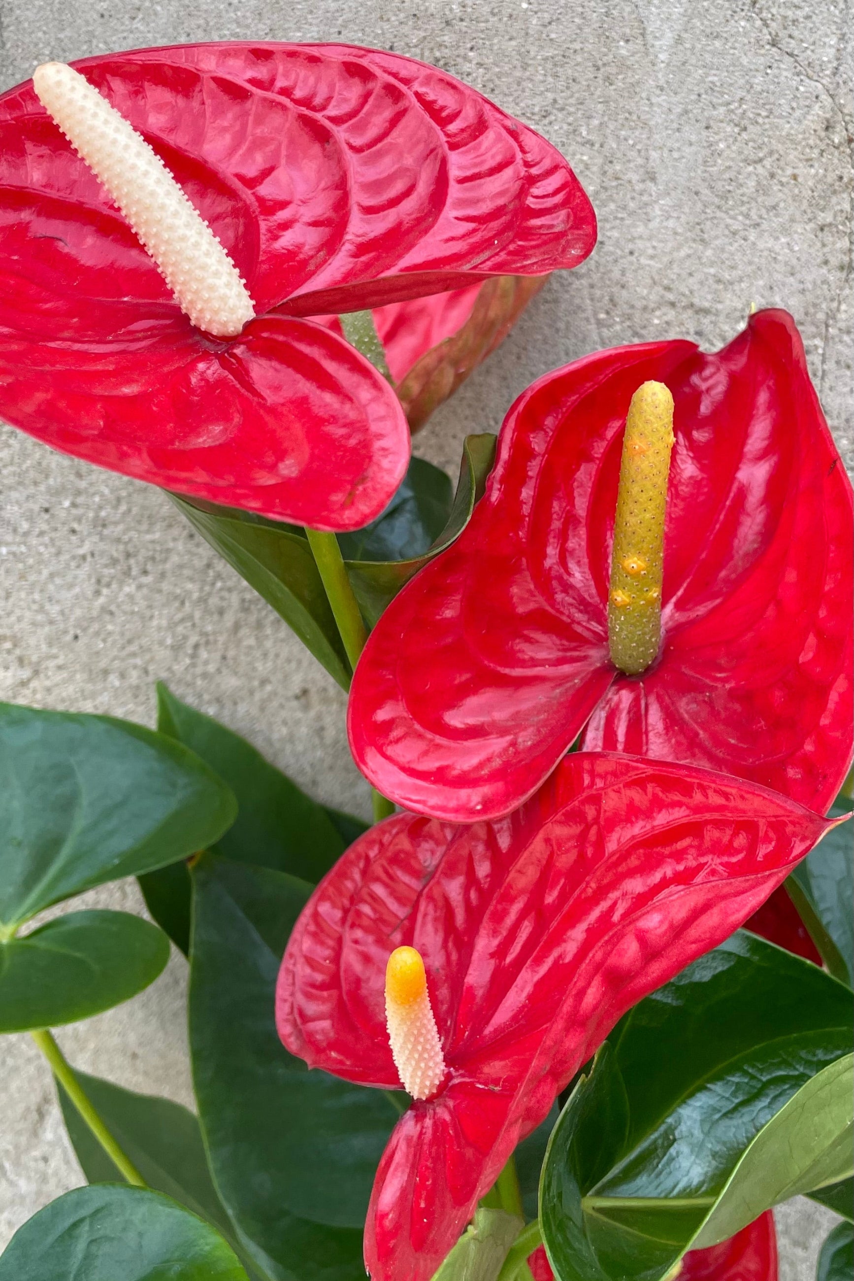 Detail picture of the waxy red flowers of the Anthurium 'Saxo Red' ©Sprout Home