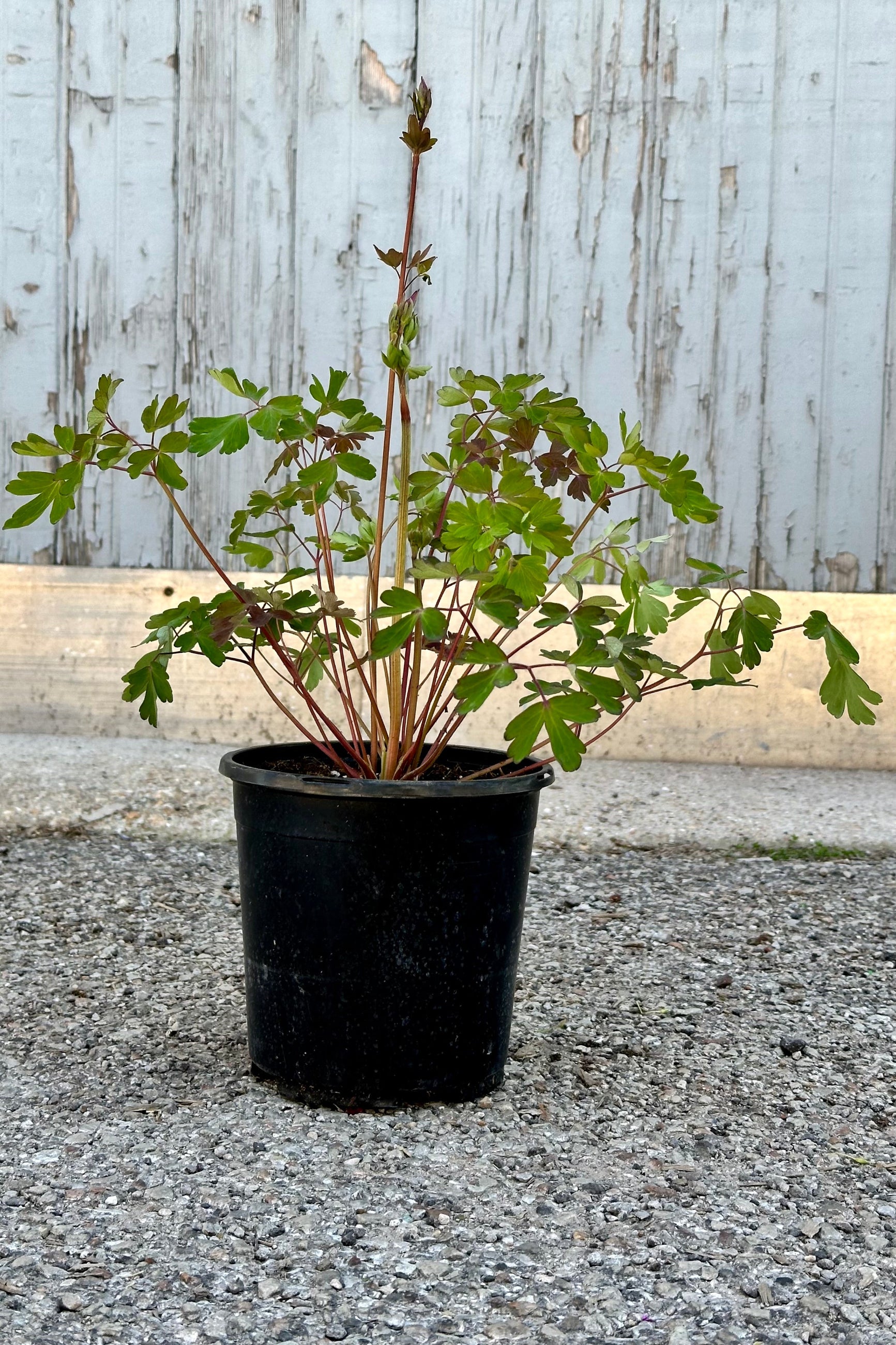 Aguilegia canadensis in a #1 growers pot the end of April with its fresh new leaves. ©Sprout Home