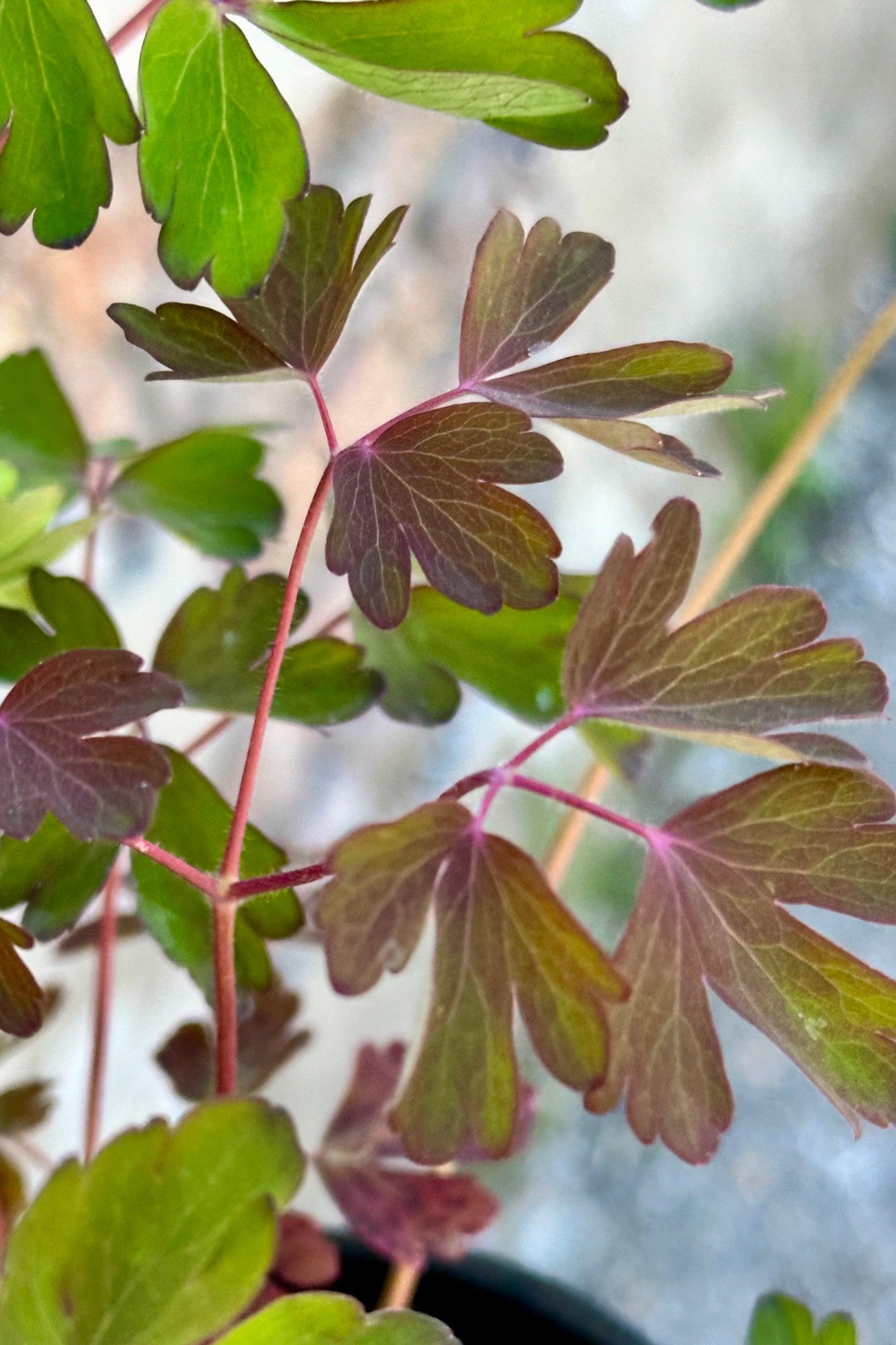 detail of the new green with red tinted leaves of the Aquilegia canadensis the end of April. ©Sprout Home