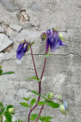 Detail picture of the purple nodding flowers of the Aquilegia alpine the beginning of May in the Sprout Home yard. 