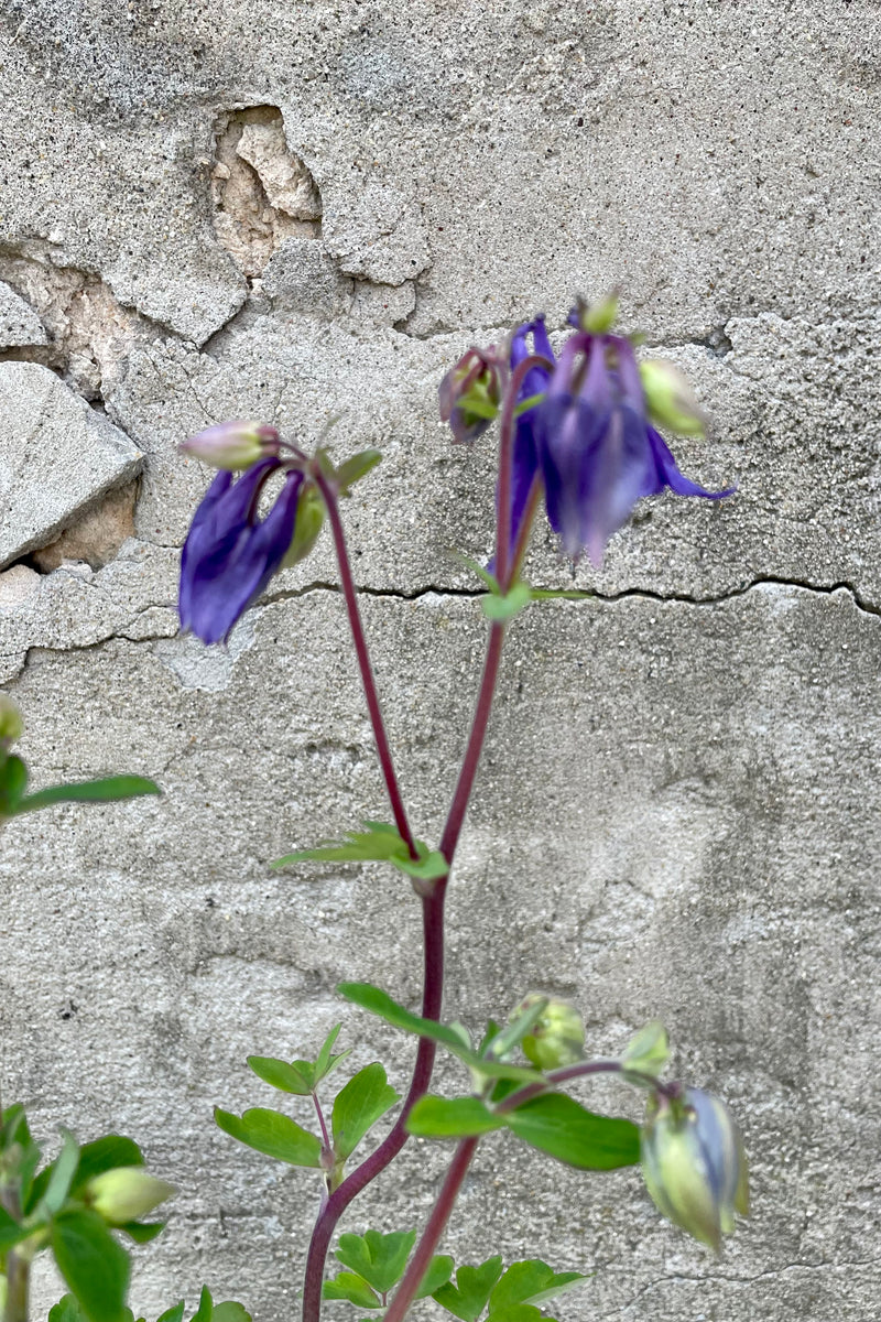 Detail picture of the purple nodding flowers of the Aquilegia alpine the beginning of May in the Sprout Home yard. 