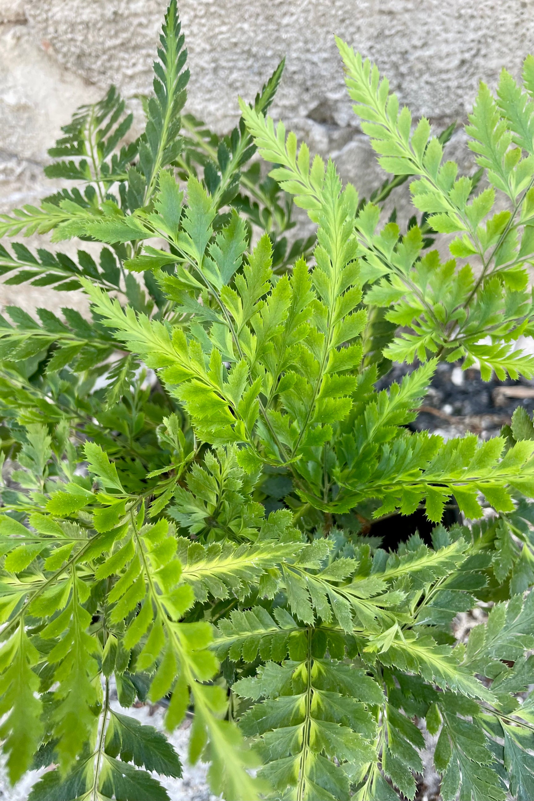 Overhead close view of the rugged green leaves of Arachniodes simplicor fern houseplant. ©Sprout Home
