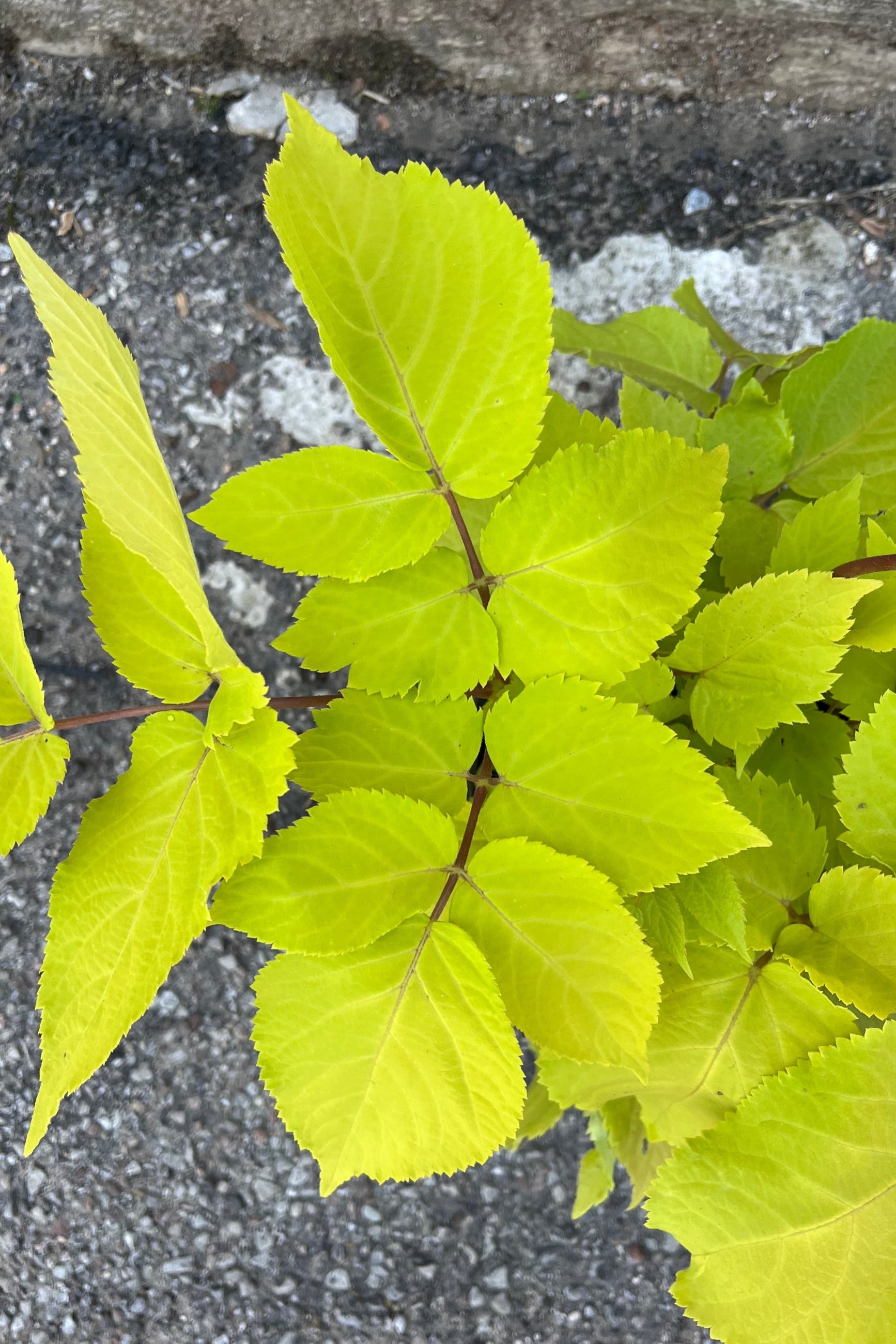 detail photo of Aralia "Sun King", bright chartreuse colored leaves, photo taken in July. ©Sprout Home