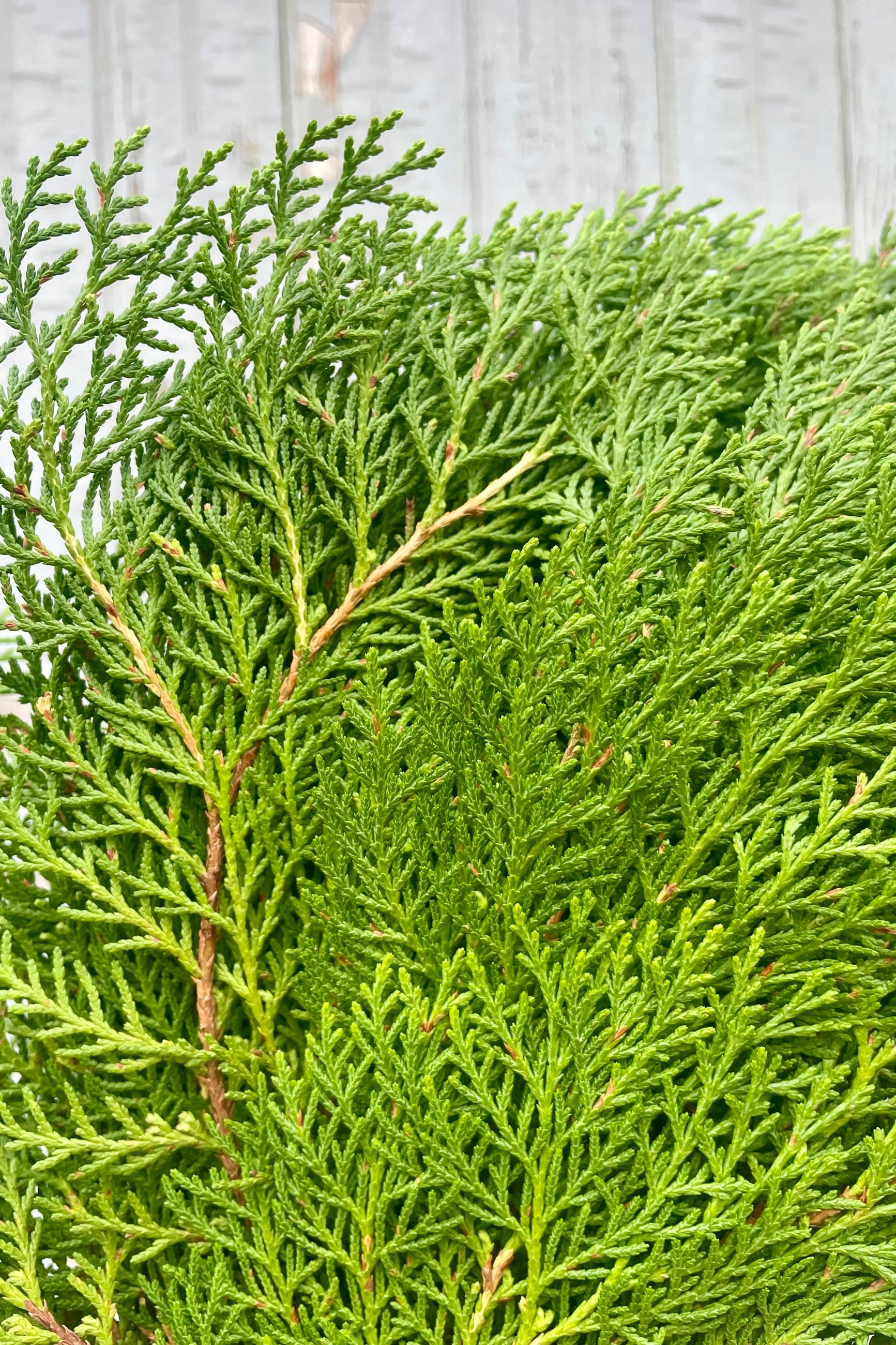 A close view of the fine evergreen texture of Thuja Arborvitae ©Sprout Home